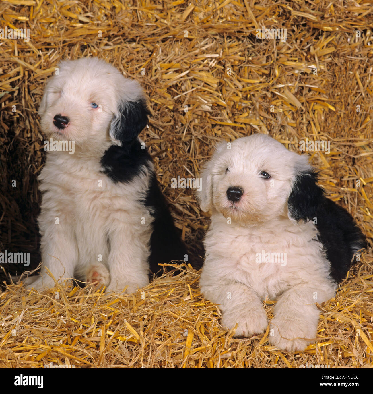 Una cucciolata di Old English Sheepdog cuccioli nel fienile di paglia Foto Stock