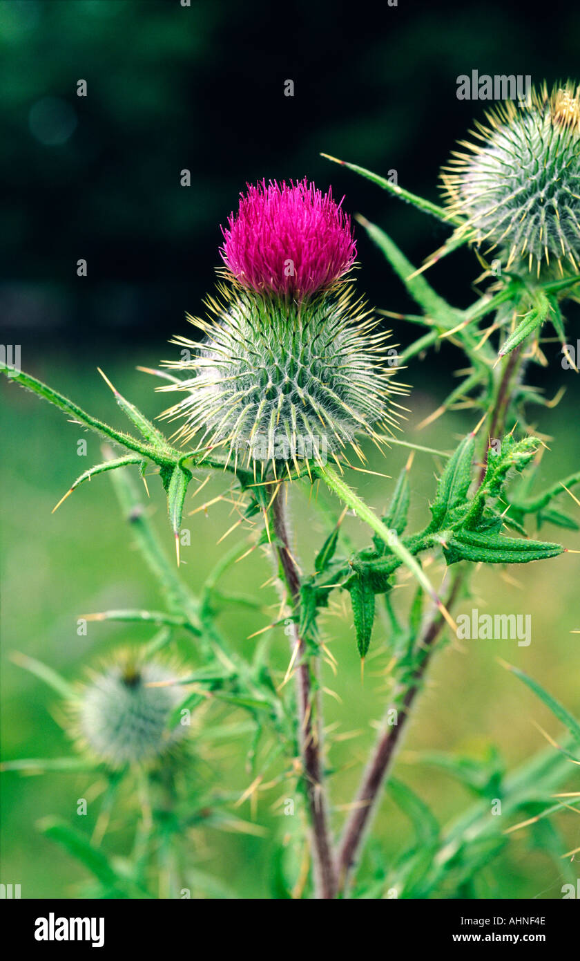 Scottish Thistle. Emblema Nazionale di Scozia Foto Stock