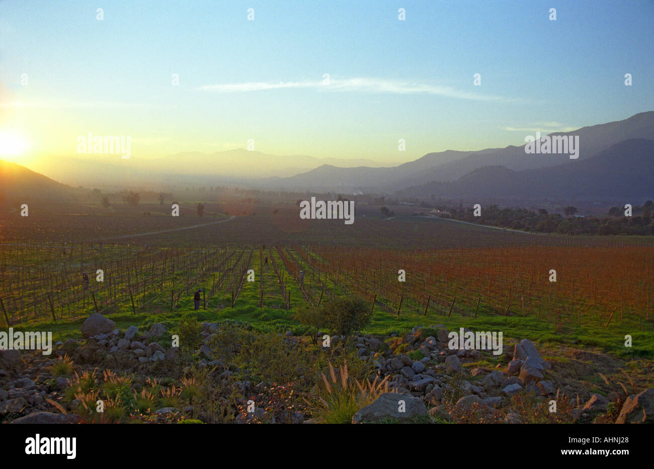 Tramonto sul vigneto con le Ande in background Bodega Altair nella Regione del Maule Cile Foto Stock