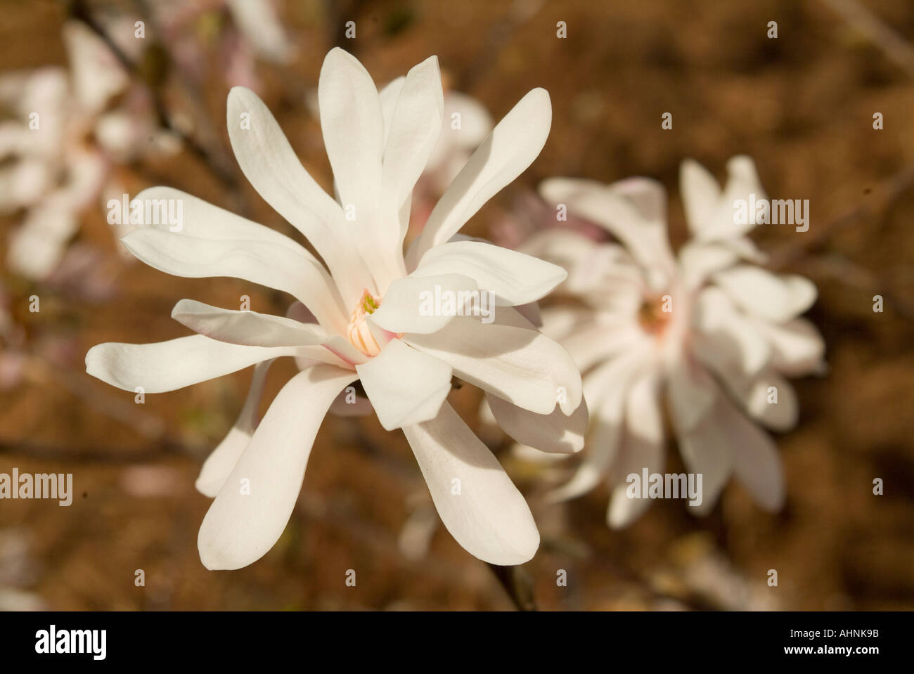 Magnolia stellata la stella magnolia Foto Stock