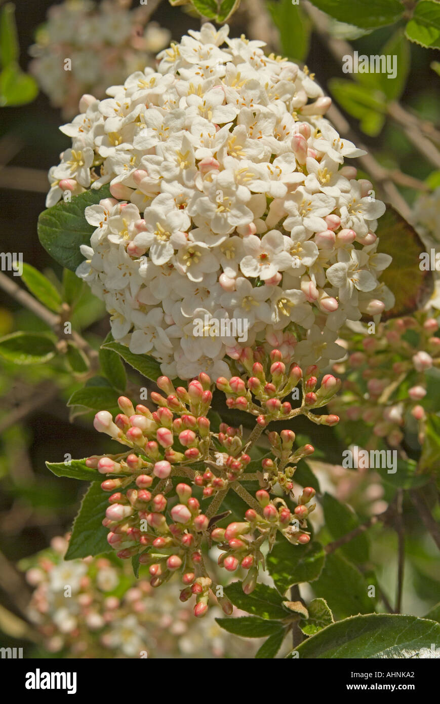 Viburnum Burkewoodii Foto Stock