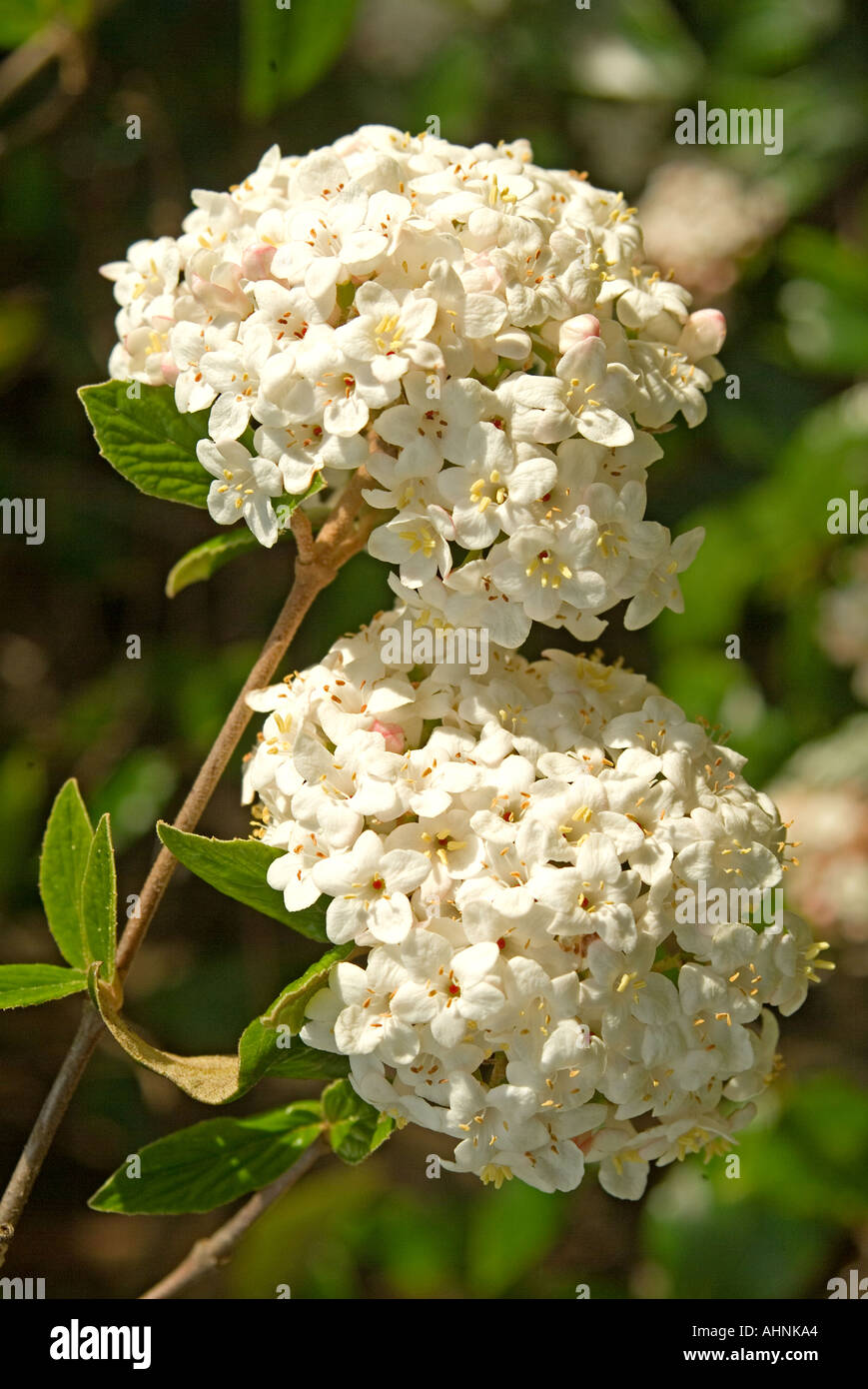 Viburnum Burkewoodii x v carlesii Foto Stock