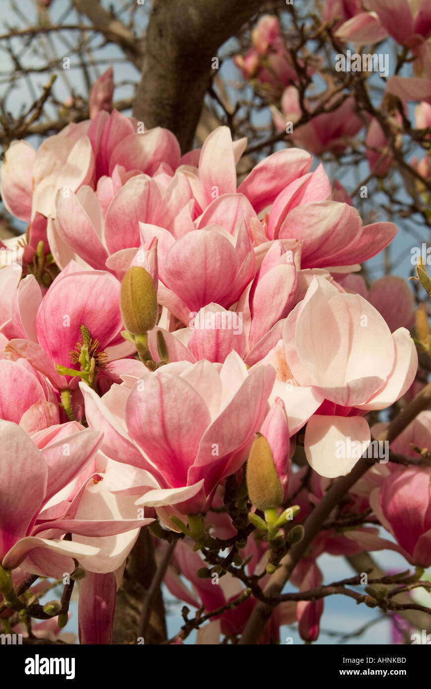 Magnolie in fiore Foto Stock