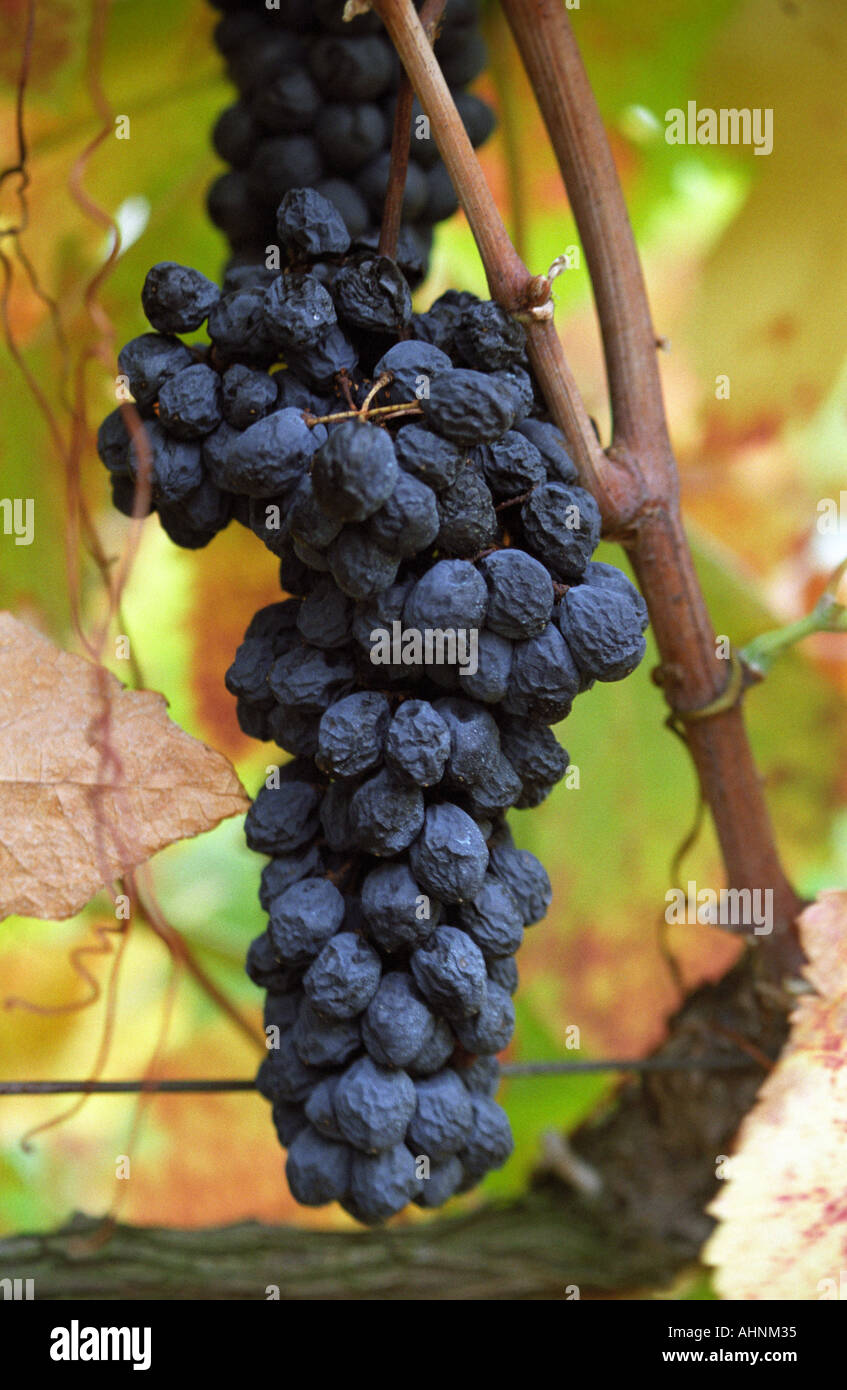 Un grappolo di uva con oltre-mature uve striminziti su una vecchia vigna in vigna, Domaine Pech-Redon, Coteaux du Languedoc la Clape, Narbonne, Herault, Languedoc-Roussillon, Francia Foto Stock