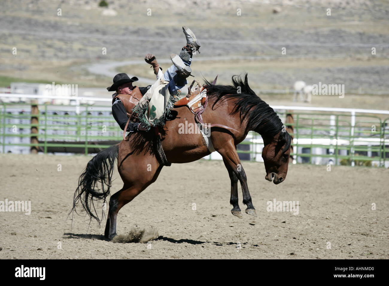 Rodeo cowboy a cavallo Foto Stock