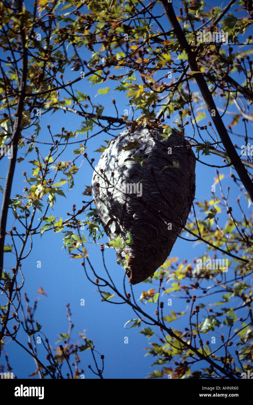 Un nido di calabroni si blocca in una struttura ad albero Foto Stock