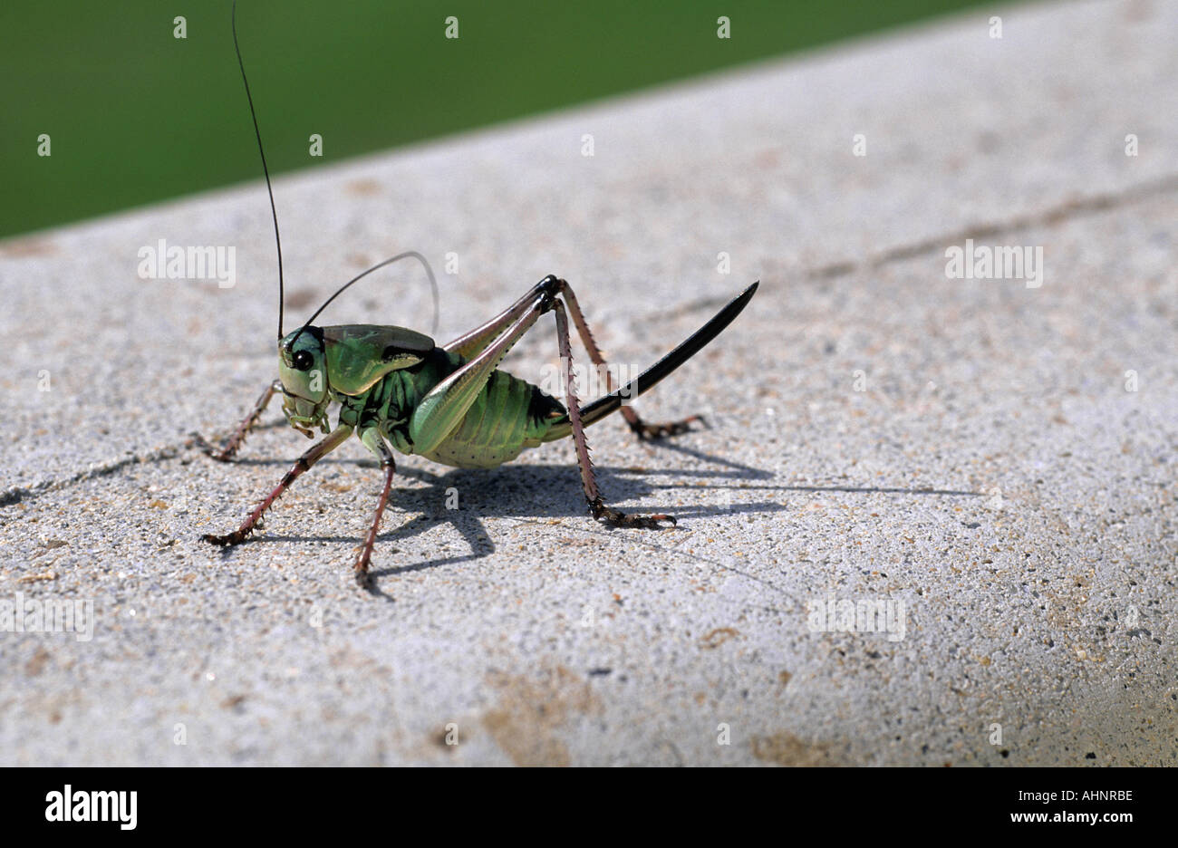 Femmina grillo mormone in Idaho Sharp ovapositer visto nella parte posteriore Foto Stock