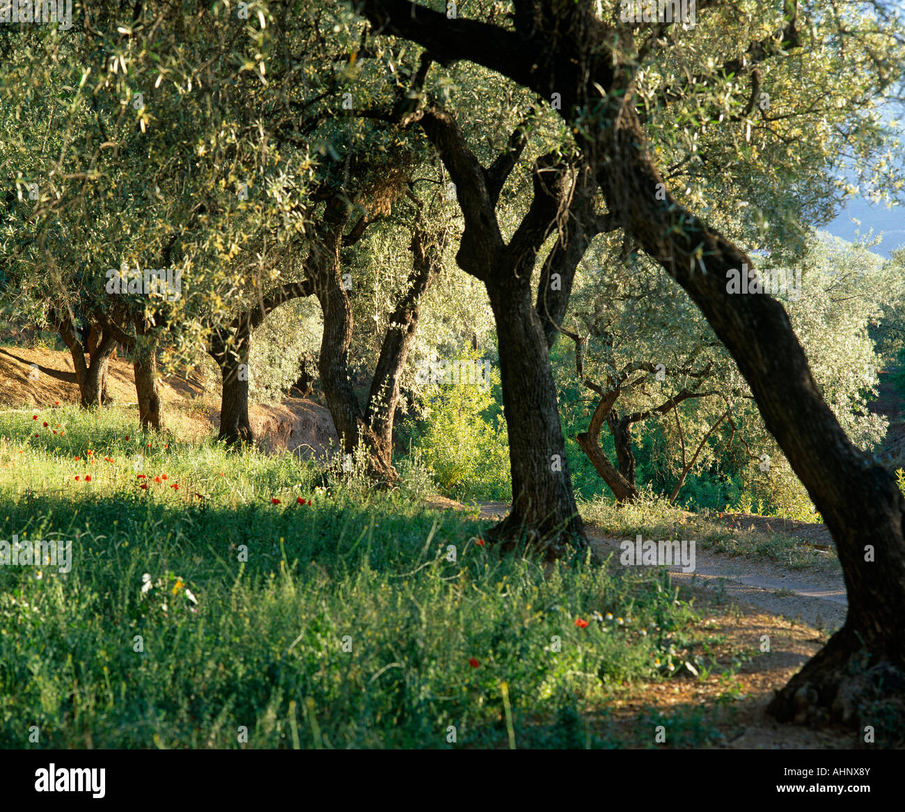 Alberi di olivo in Andalusia, Spagna Foto Stock
