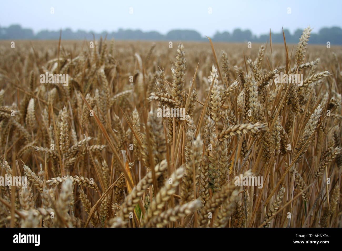 Campo di cereale Foto Stock