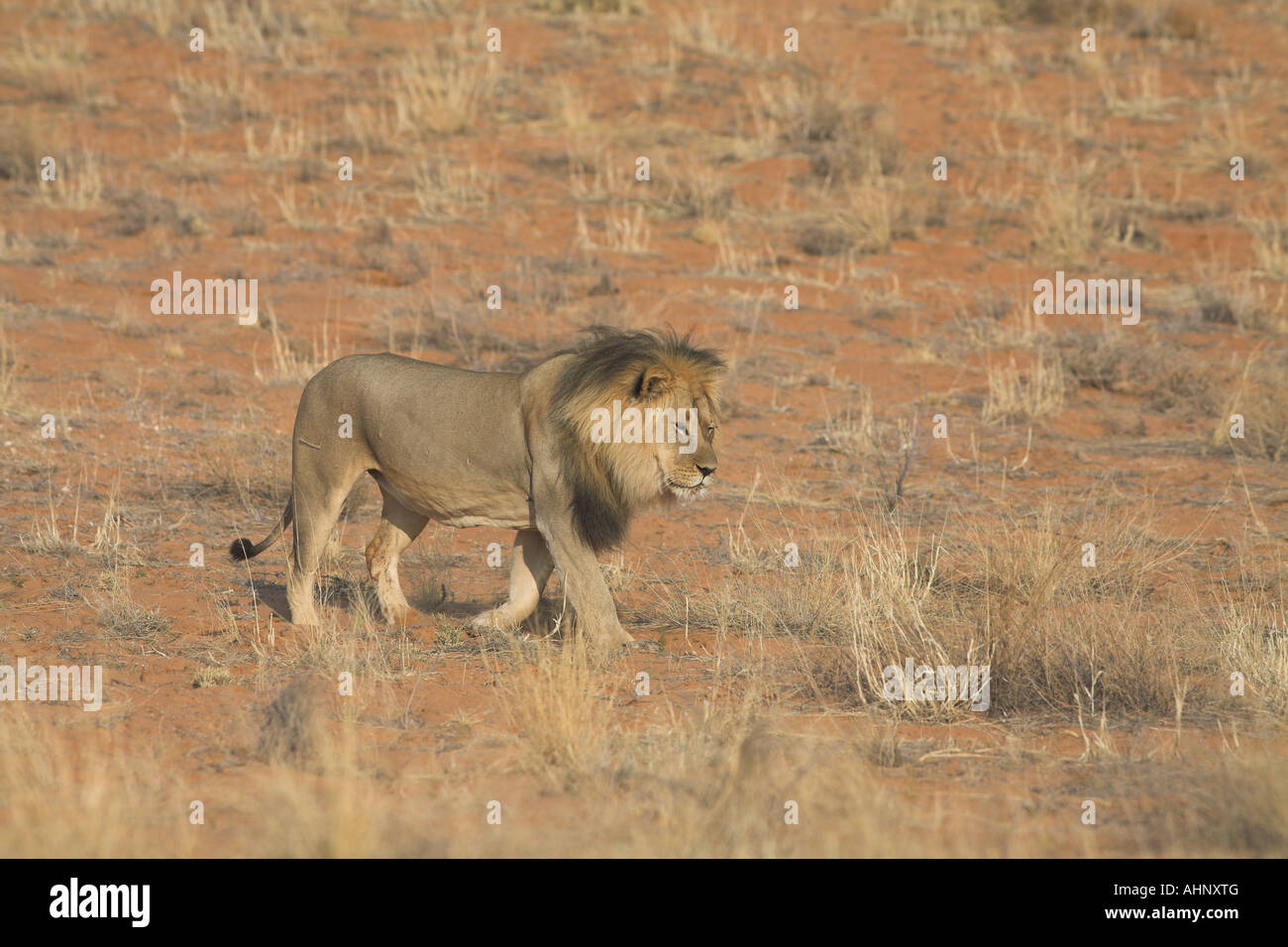 Nero-maned Leone africano a piedi nel deserto del Kalahari Foto Stock