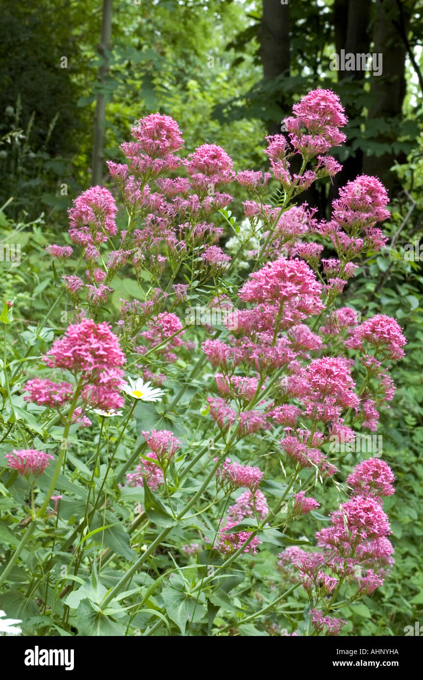 Red Valeriana Centranthus ruber Foto Stock