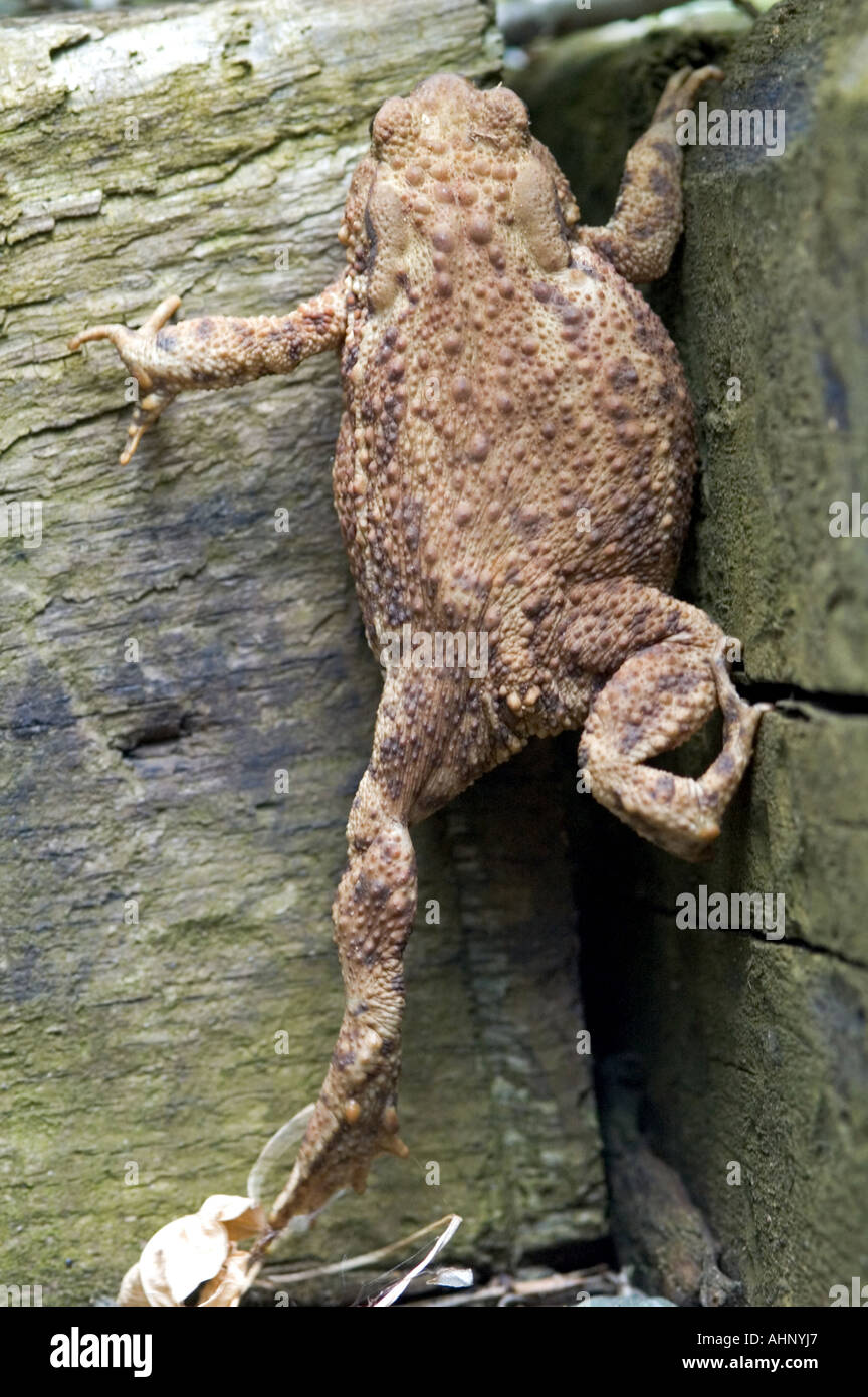 Toad in un foro (Bufo bufo) Bromeswell, Suffolk, Regno Unito Foto Stock