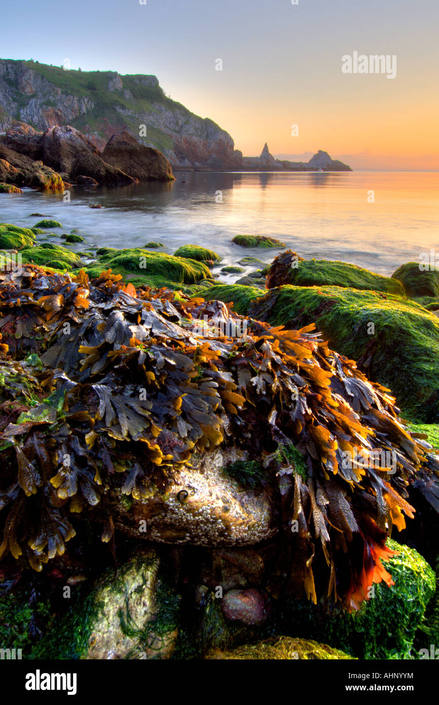 Il Rocky foreshore di Ansteys Cove vicino a Torquay Devon meridionale di sunrise a lungo il punto di cava in background Foto Stock