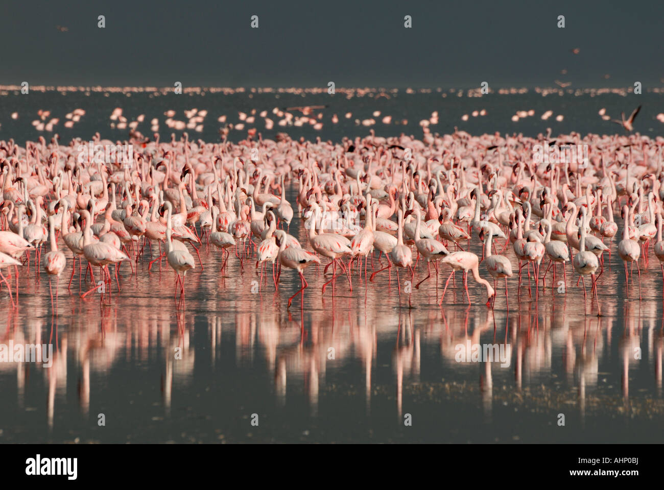 Vasto branchi di rosa fenicottero minore sul lago Nakuru Lake Nakuru National Park Kenya Africa orientale Foto Stock