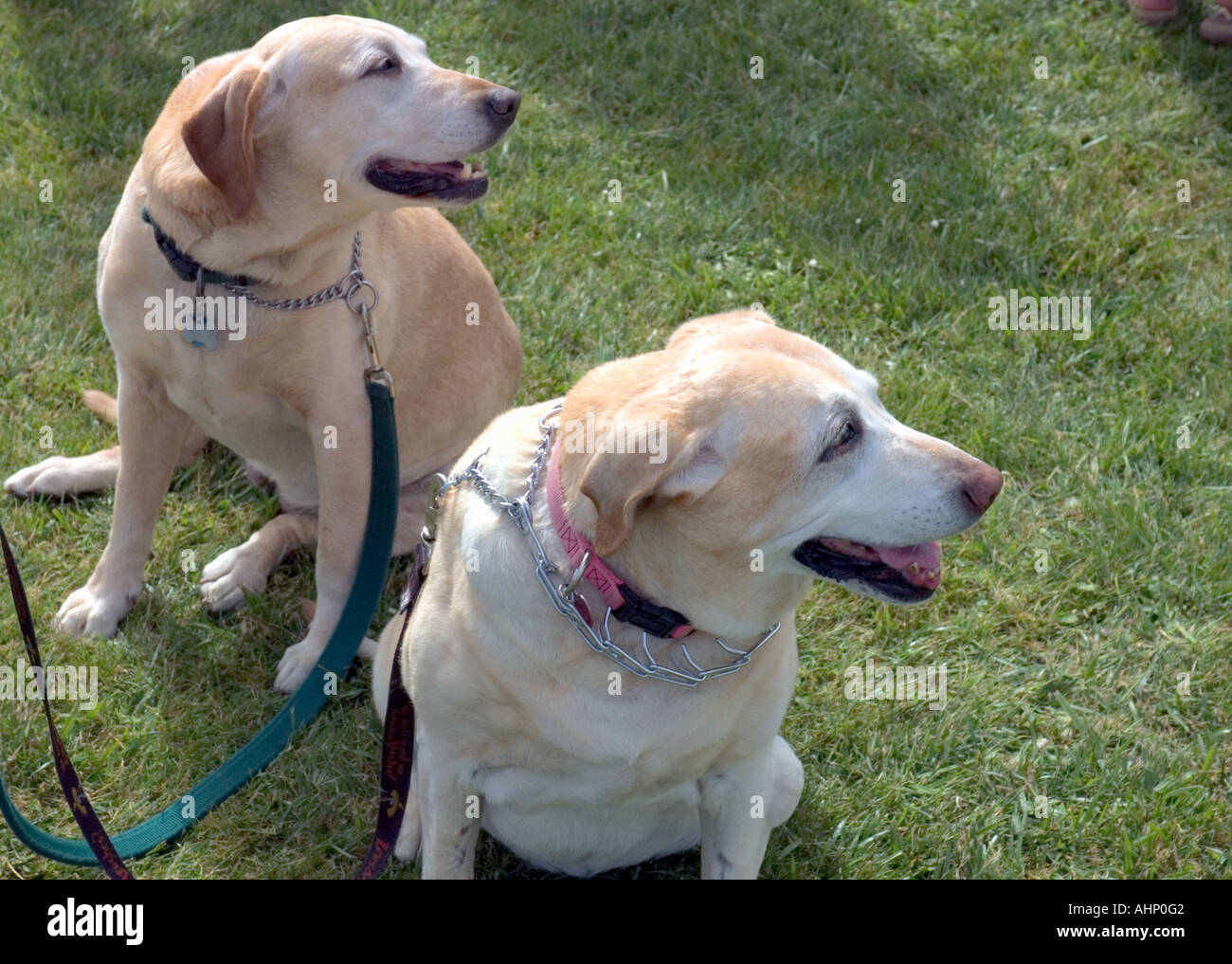 Un paio di Golden Retriever Dogs Foto Stock