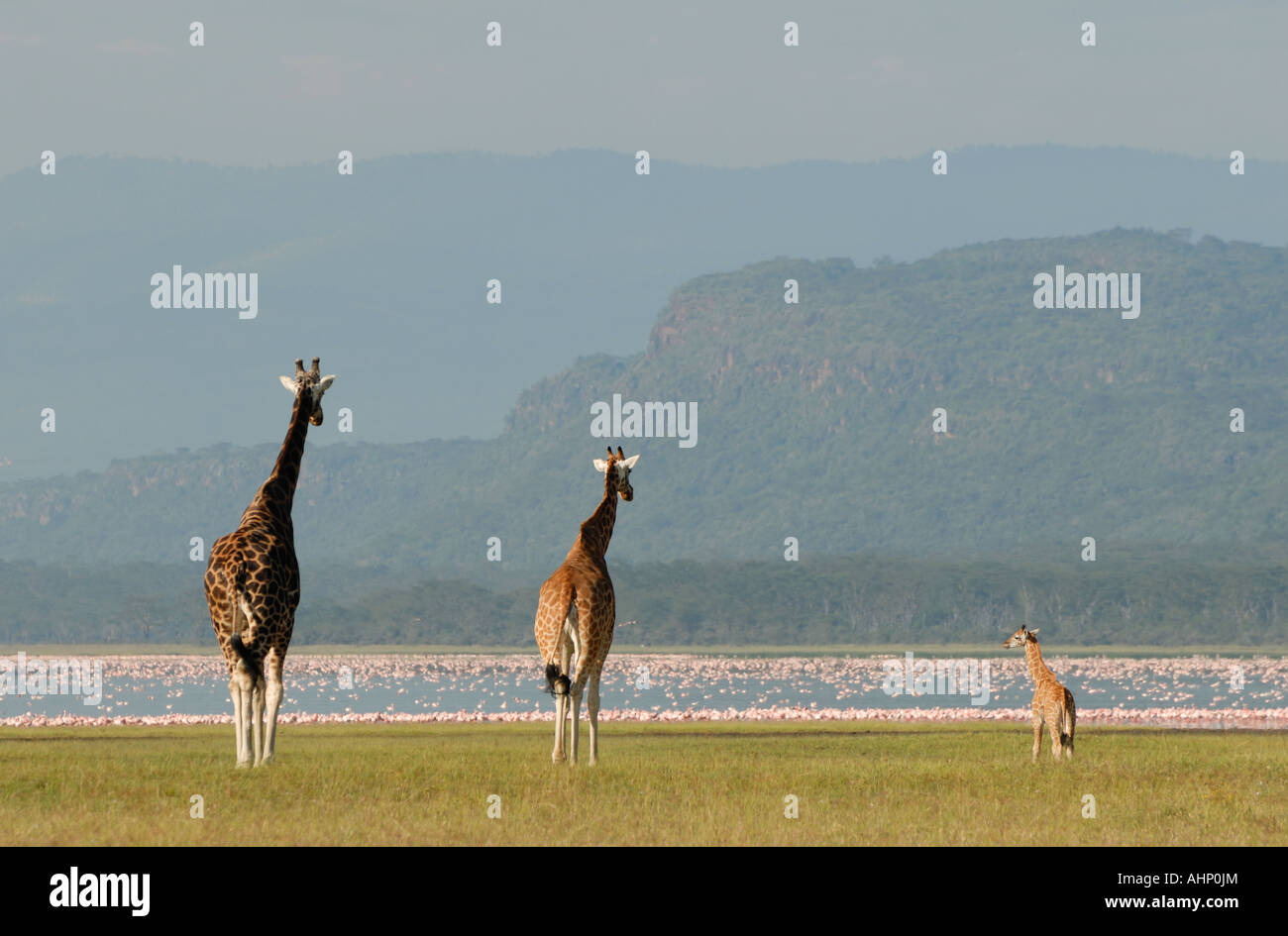 Tre 3 Rothschild s Giraffe vicino alla riva del lago Nakuru Lake Nakuru National Park Kenya Africa orientale Foto Stock
