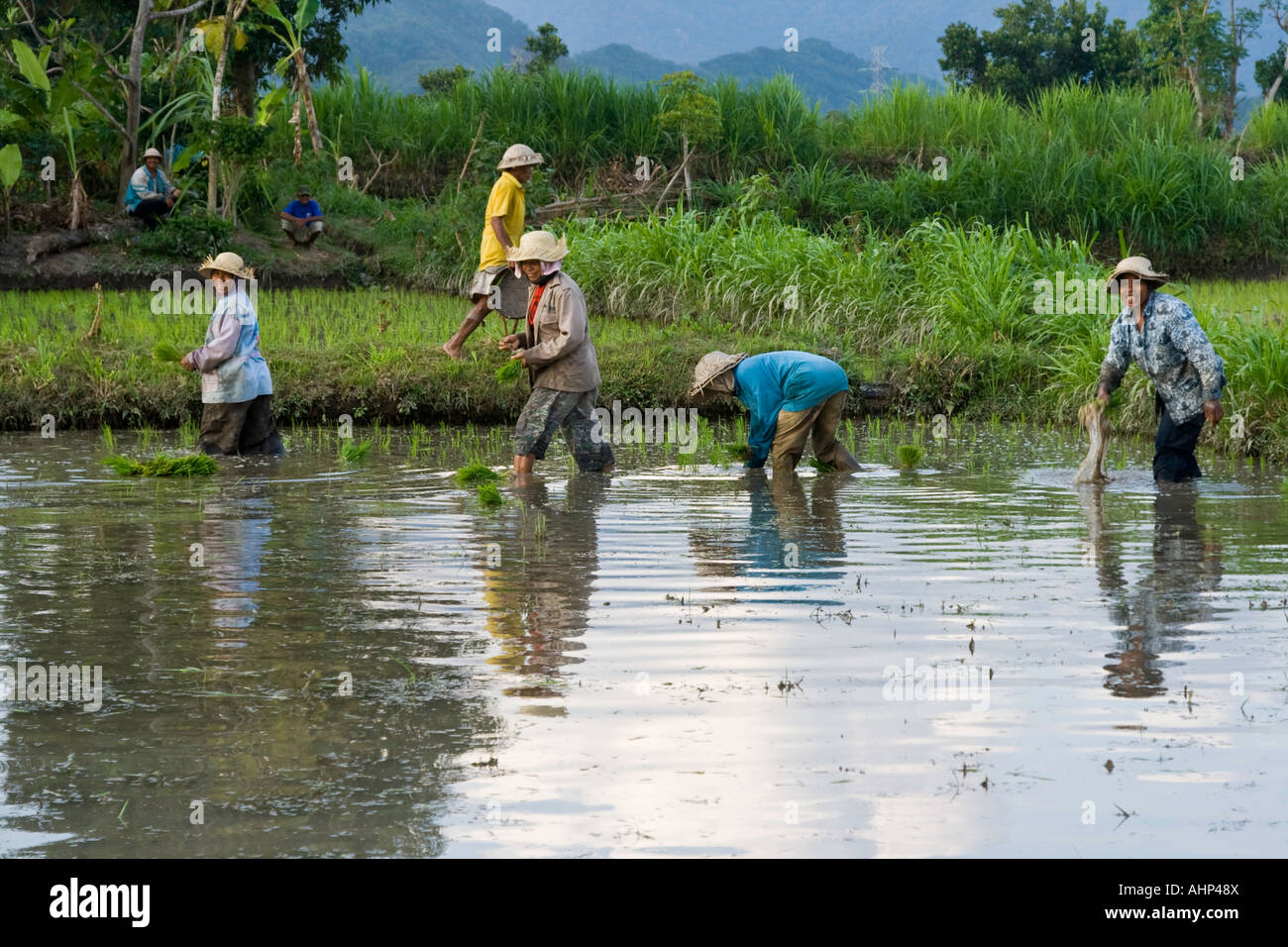Gli agricoltori di piantare il riso Bali Indonesia Foto Stock