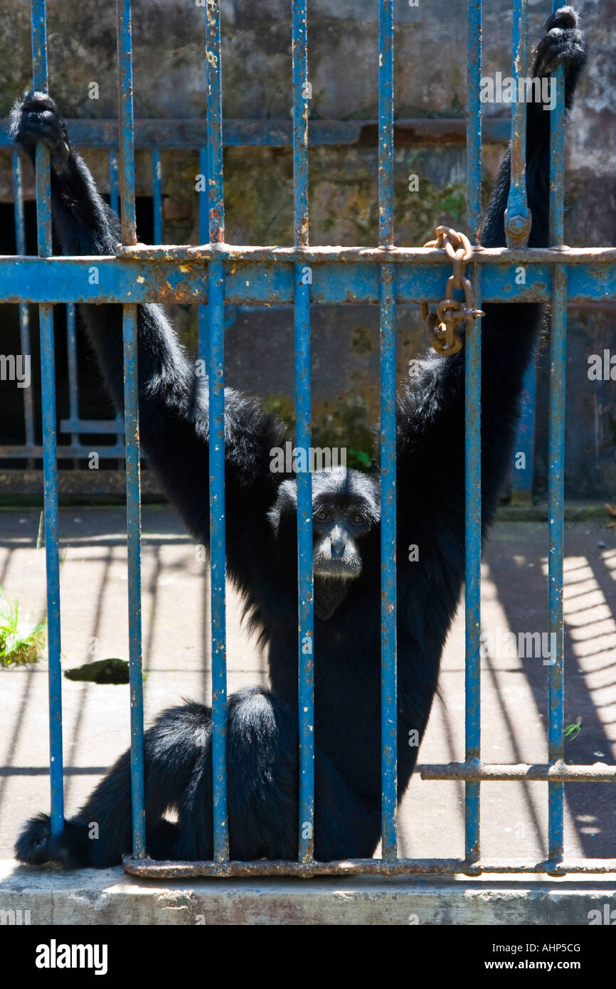 Siamang Ape in gabbia Zoo Gembiraloka Yogyakarta Indonesia Java Foto Stock