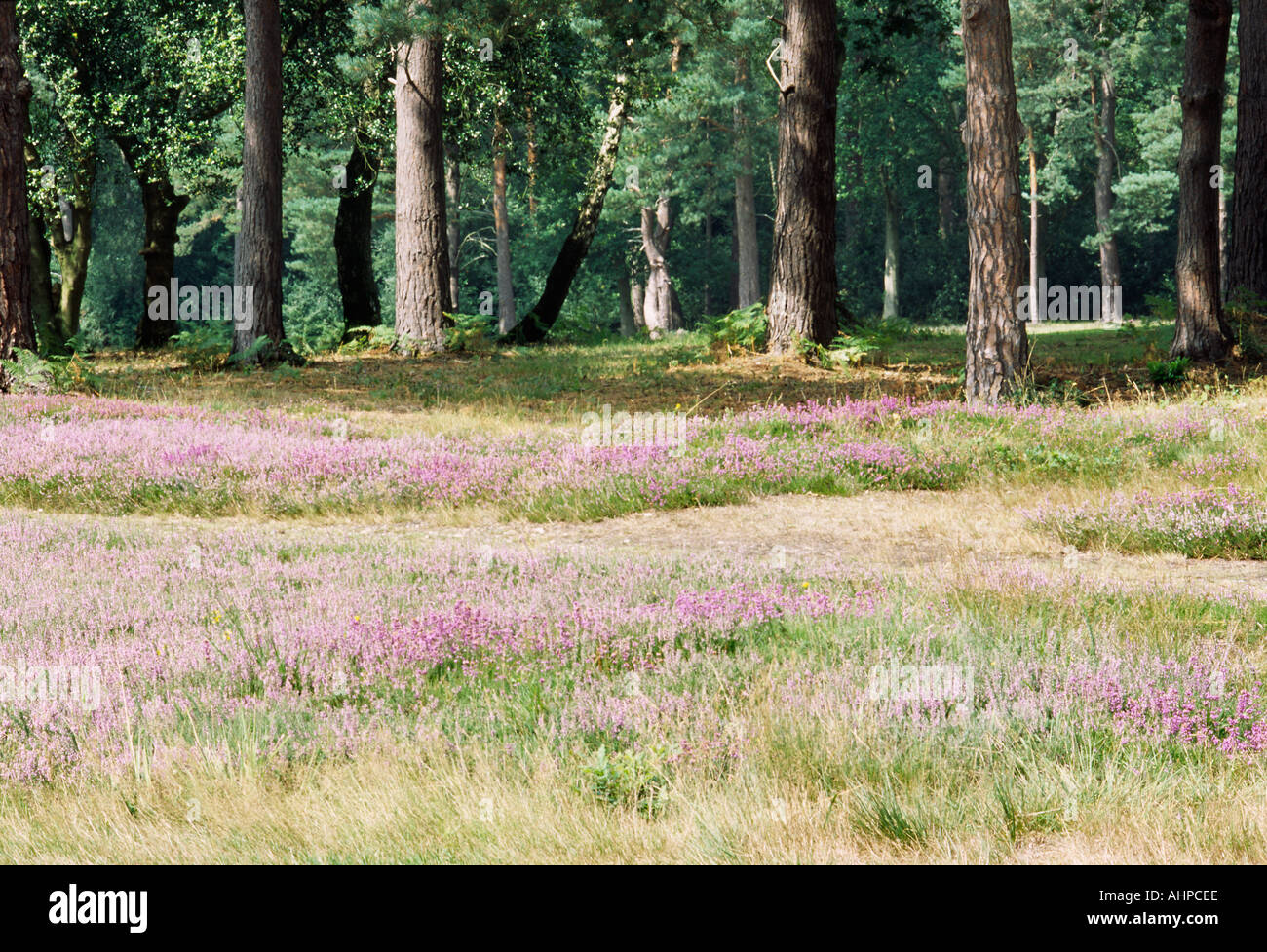 Heather Blossom con alberi di pino in background Foto Stock