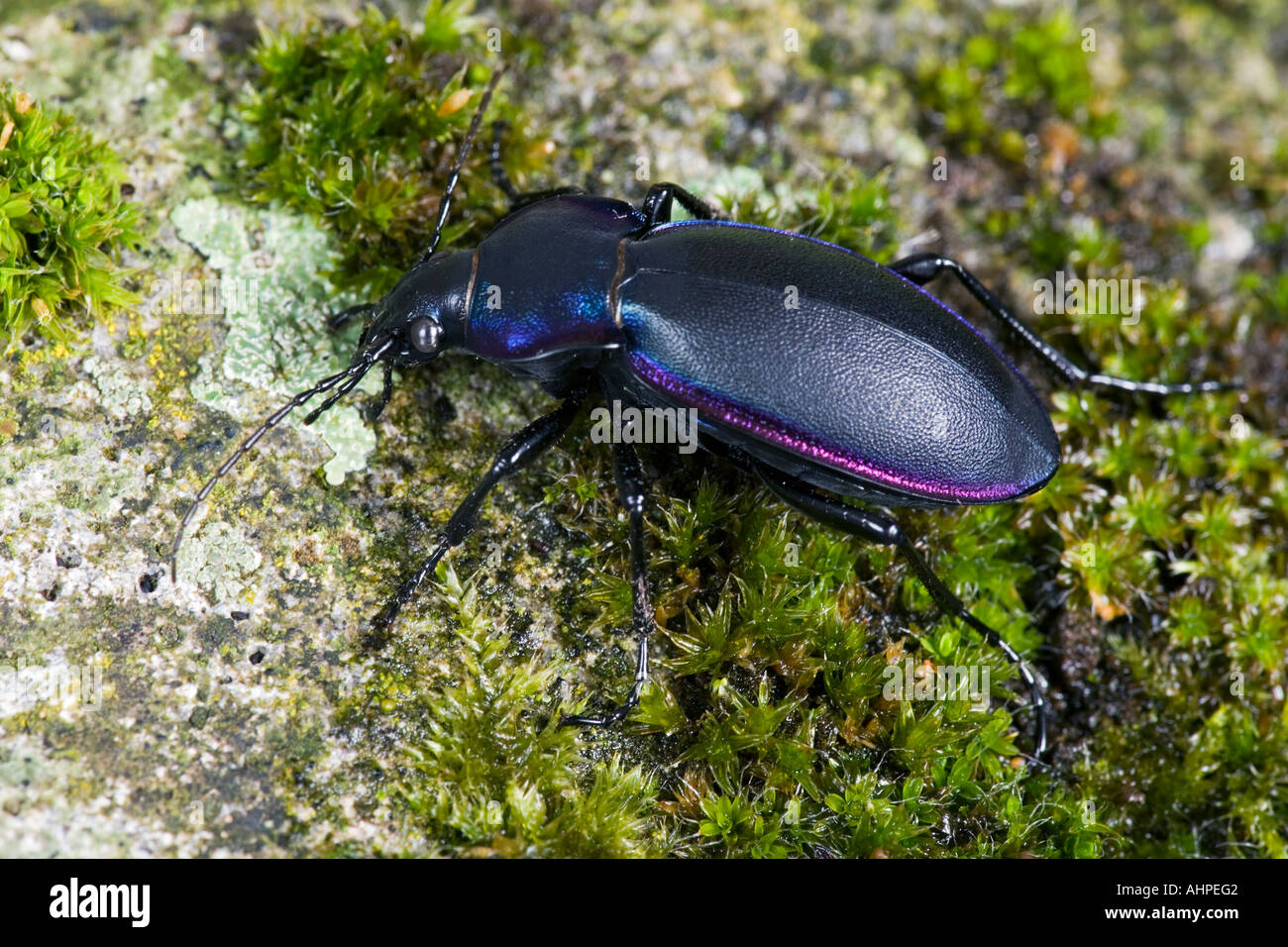 Massa viola Beetle Carabus tendente al violaceo sul log Potton Bedfordshire Foto Stock