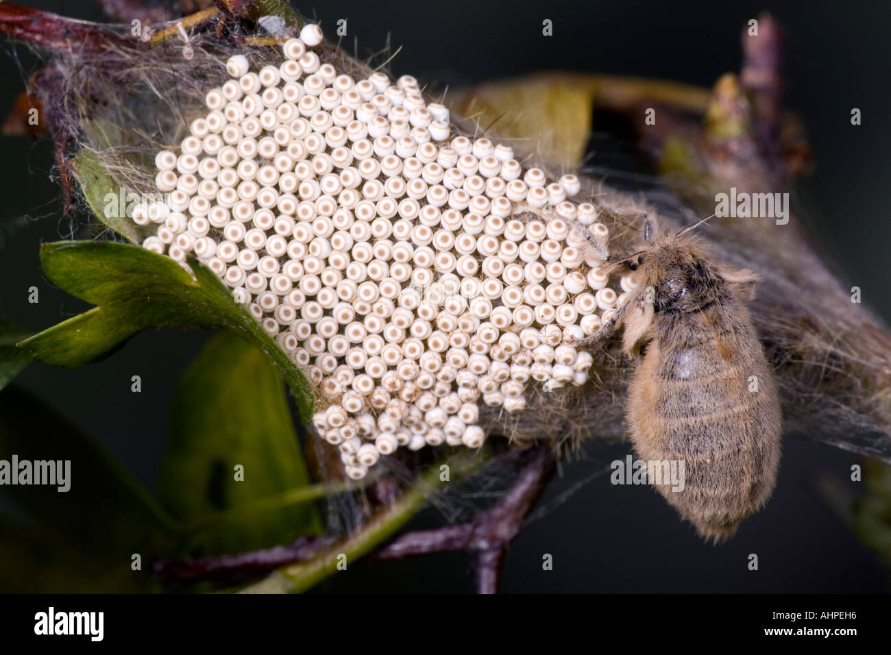 Il Vaporer Orgyia antiqua ala inferiore femmina con uovo su batch biancospino Potton Bedfordshire Foto Stock