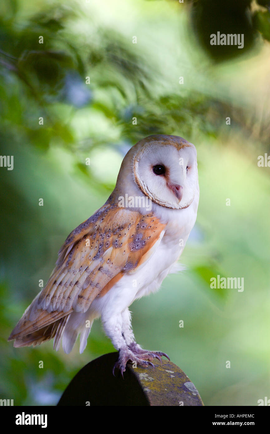 Barbagianni Tyto alba seduto sulla tomba di pietra con caccia bello sfondo disinnescare Northamptonshire Foto Stock