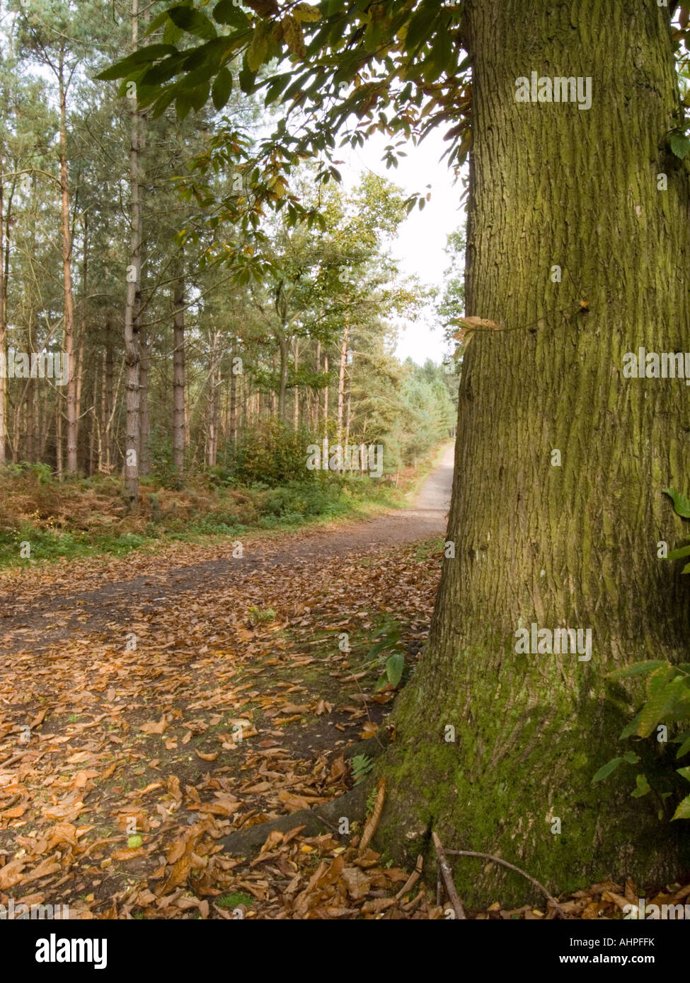 Autunno scena, Delamere Forest, Cheshire Foto Stock