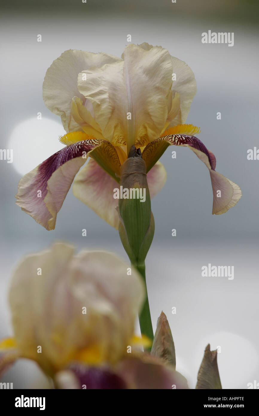 Viola chiaro, giallo e bianco barbuto iris Foto Stock