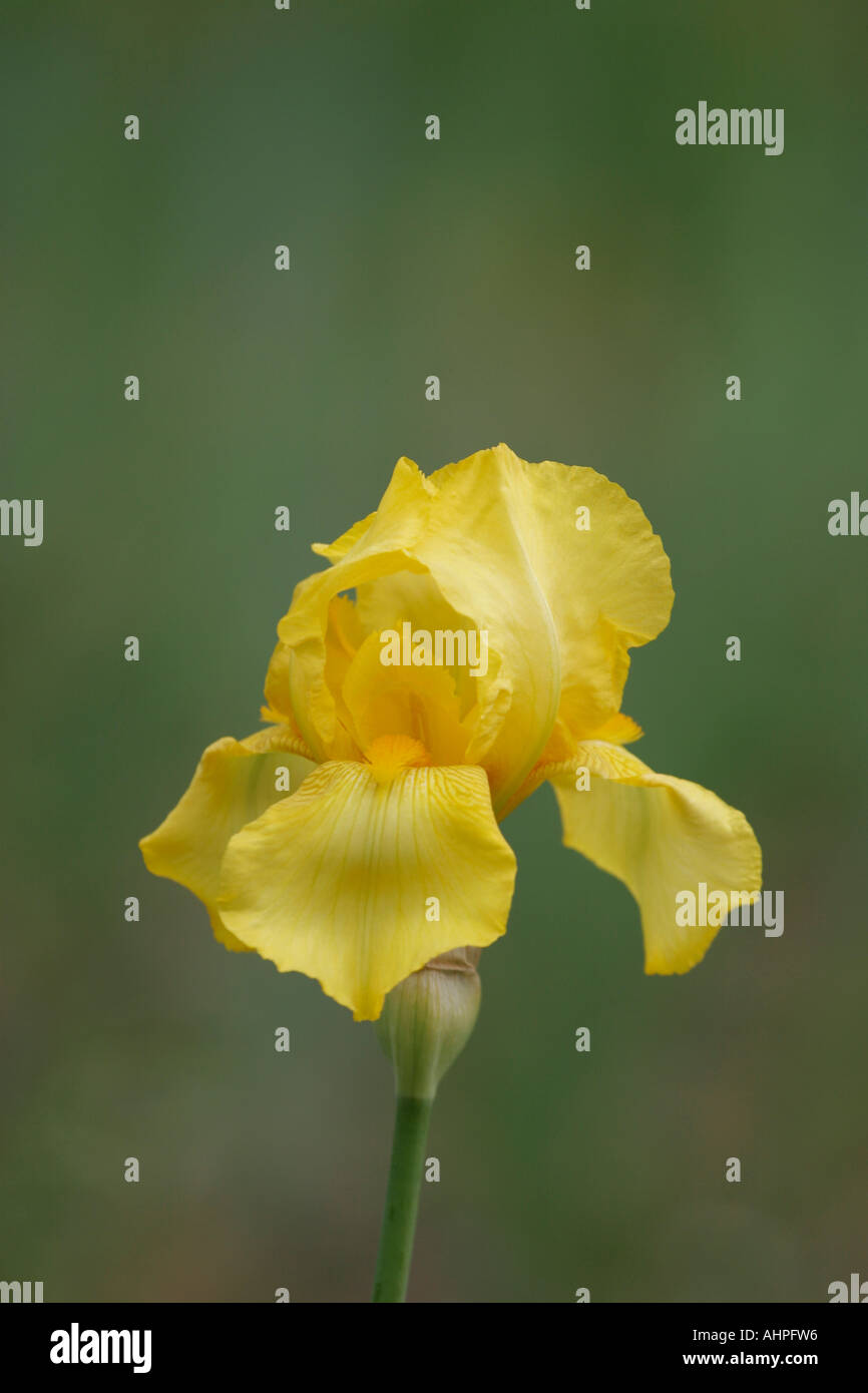 Giallo Iris barbuto Foto Stock