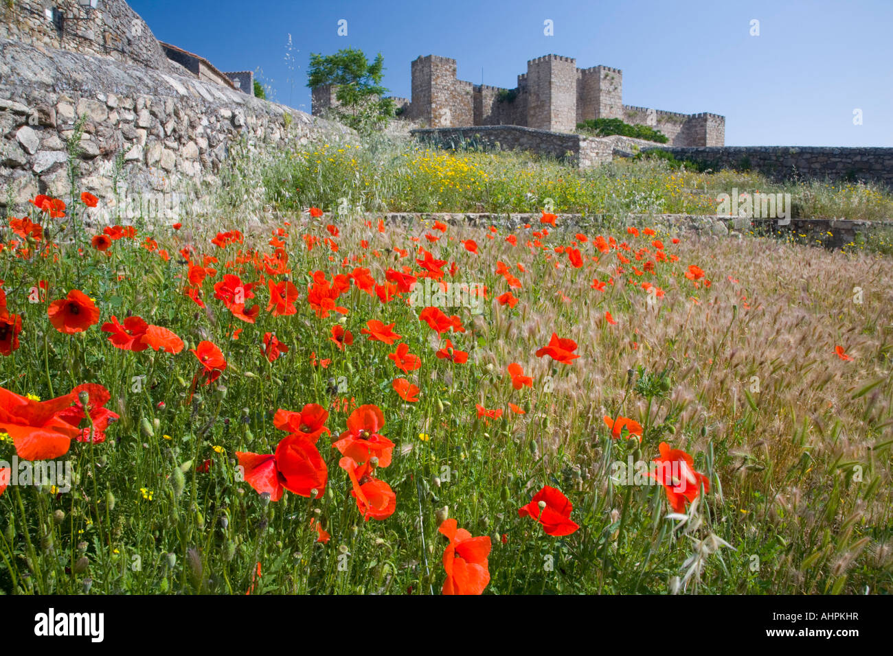 Trujillo, Estremadura, Spagna. Campo di papavero sotto il castello. Foto Stock