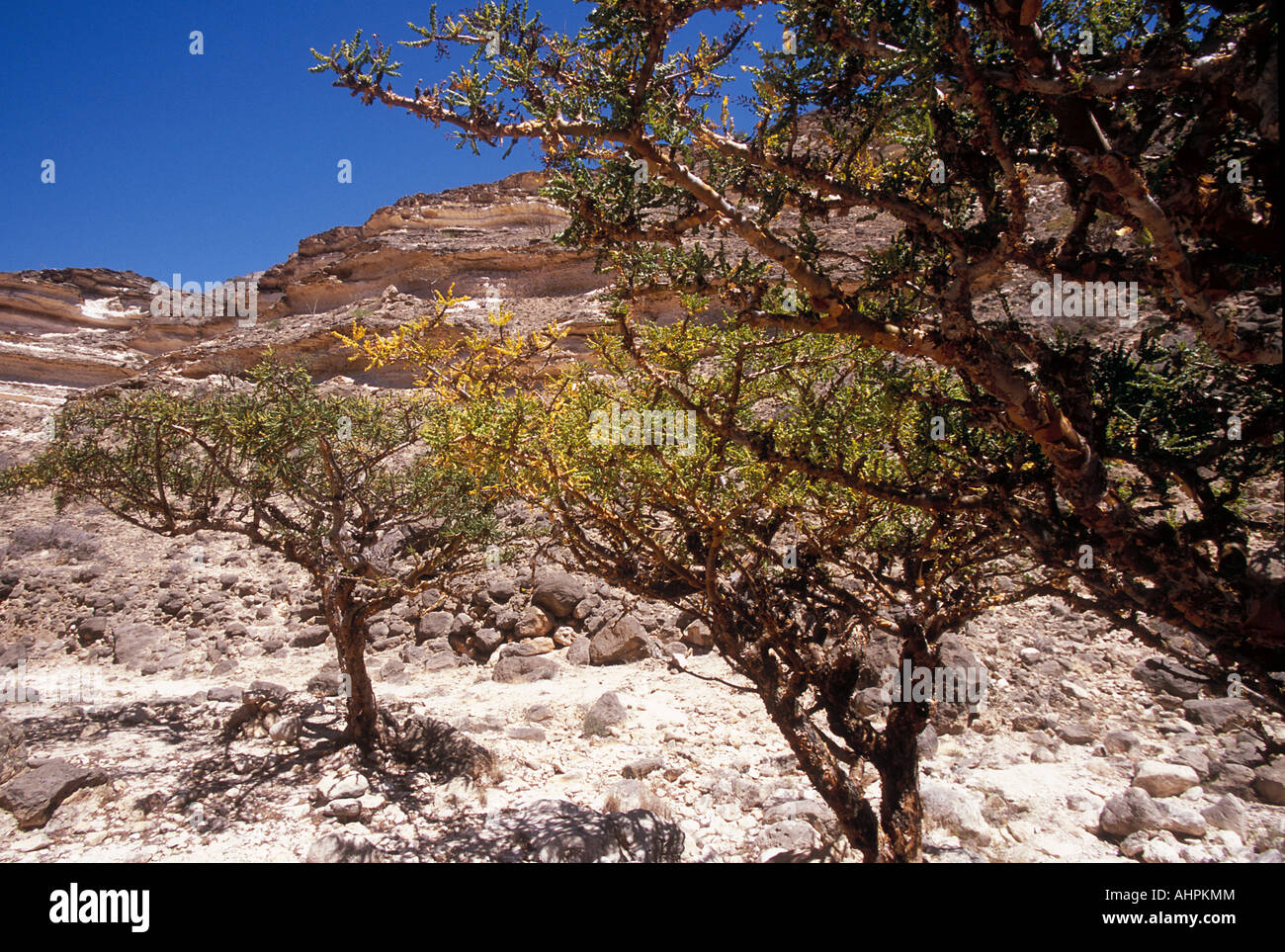 Alberi di frankincense, provincia di Dhofar, Oman Foto Stock