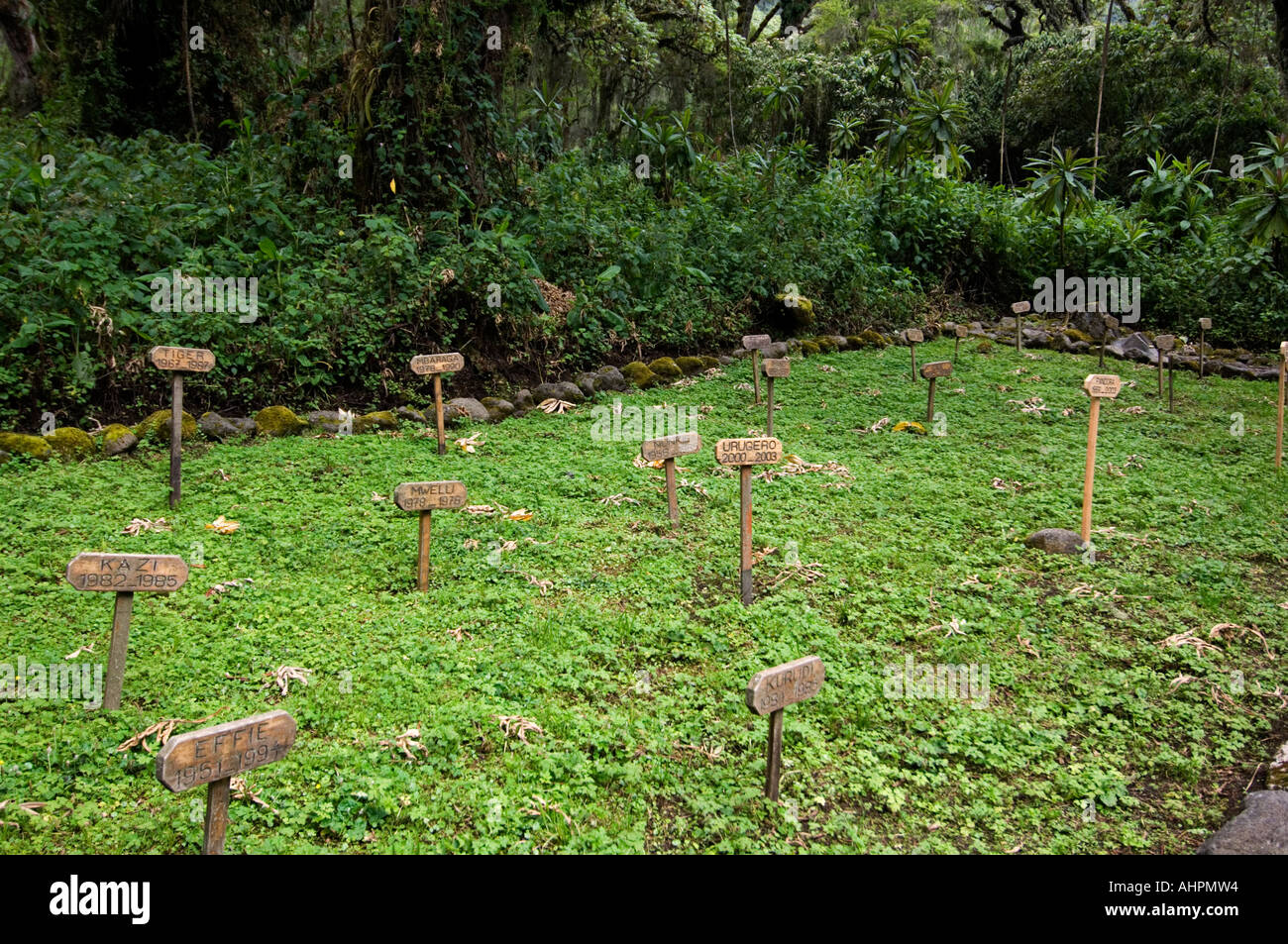 Cimitero di gorilla a Karisoke Research Center, Parco Nazionale Vulcani , Ruanda Foto Stock