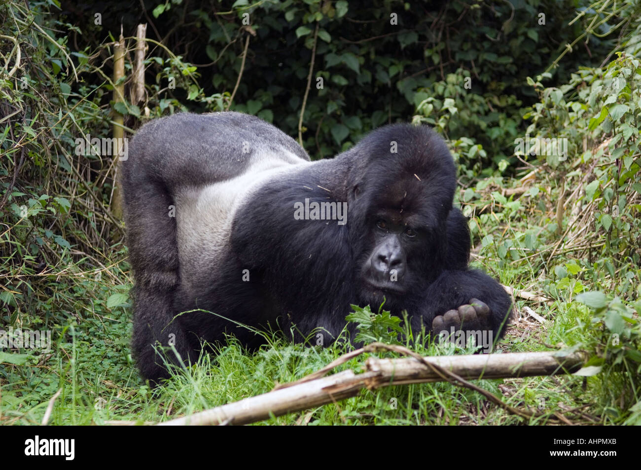 Mountain Gorilla Silverback, gorilla gorilla berengei, Parco Nazionale Vulcani, Ruanda Foto Stock