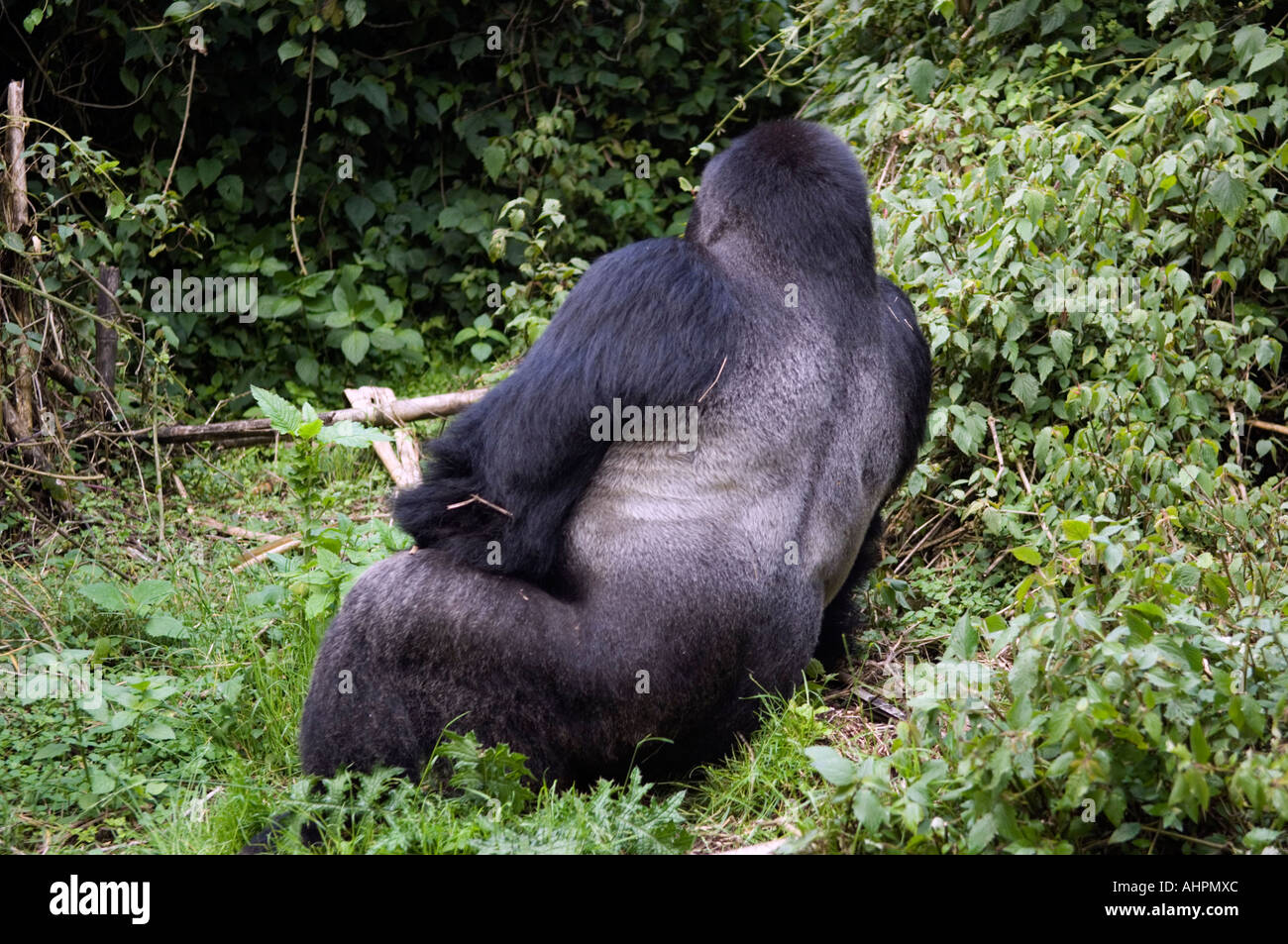 Mountain Gorilla Silverback, gorilla gorilla berengei, Parco Nazionale Vulcani, Ruanda Foto Stock