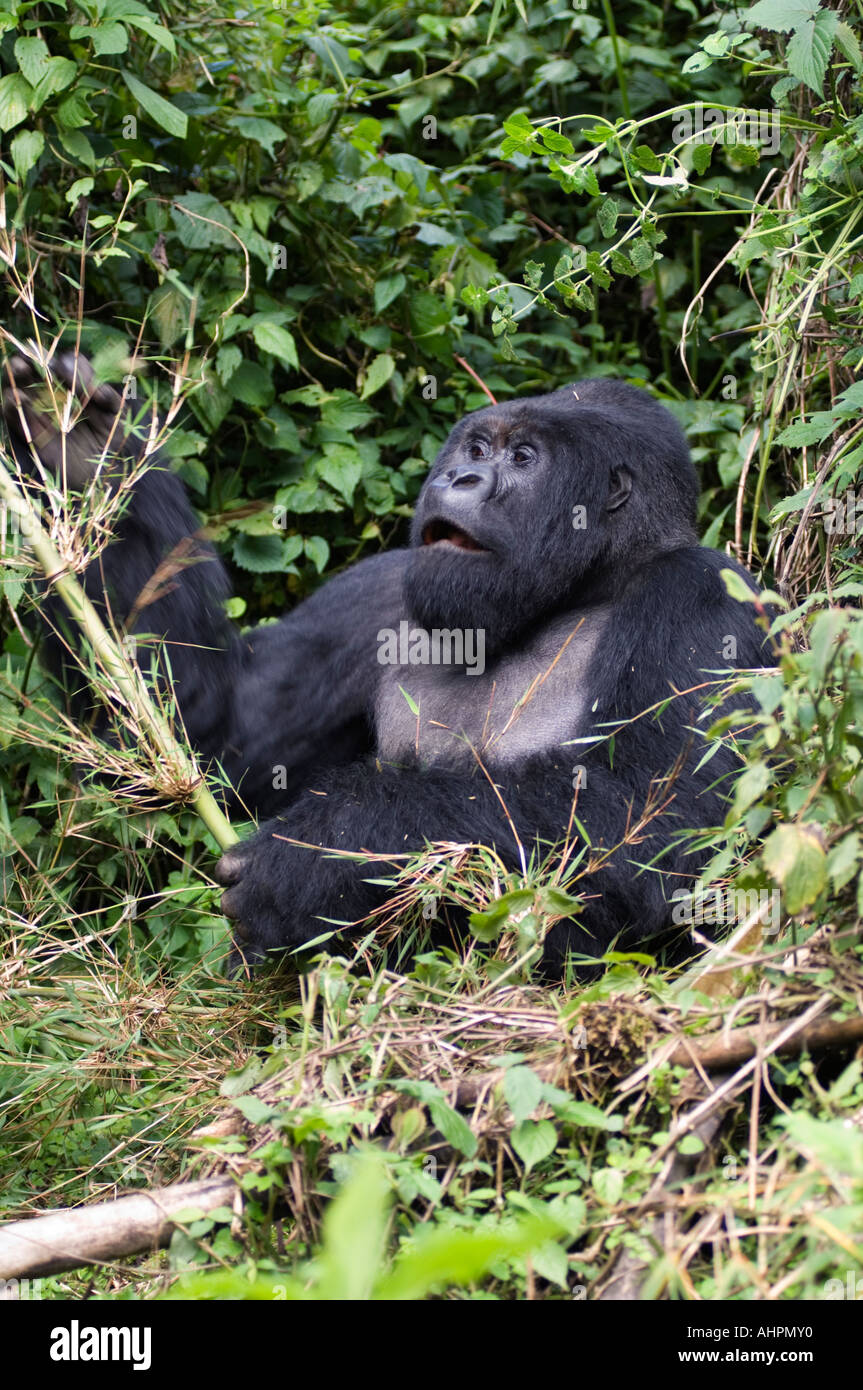 Mountain Gorilla Silverback, gorilla gorilla berengei, Parco Nazionale Vulcani, Ruanda Foto Stock