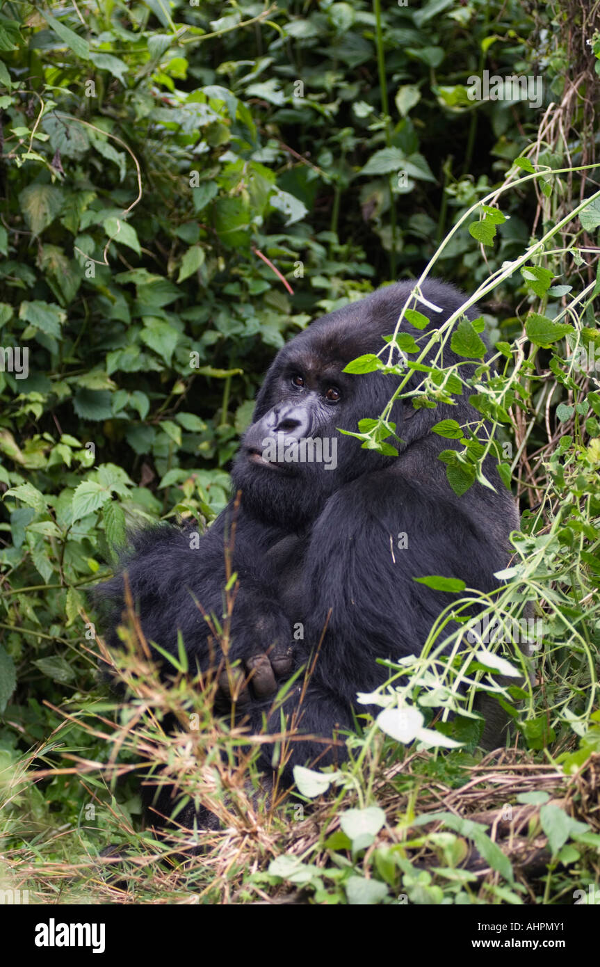 Mountain Gorilla Silverback, gorilla gorilla berengei, Parco Nazionale Vulcani, Ruanda Foto Stock