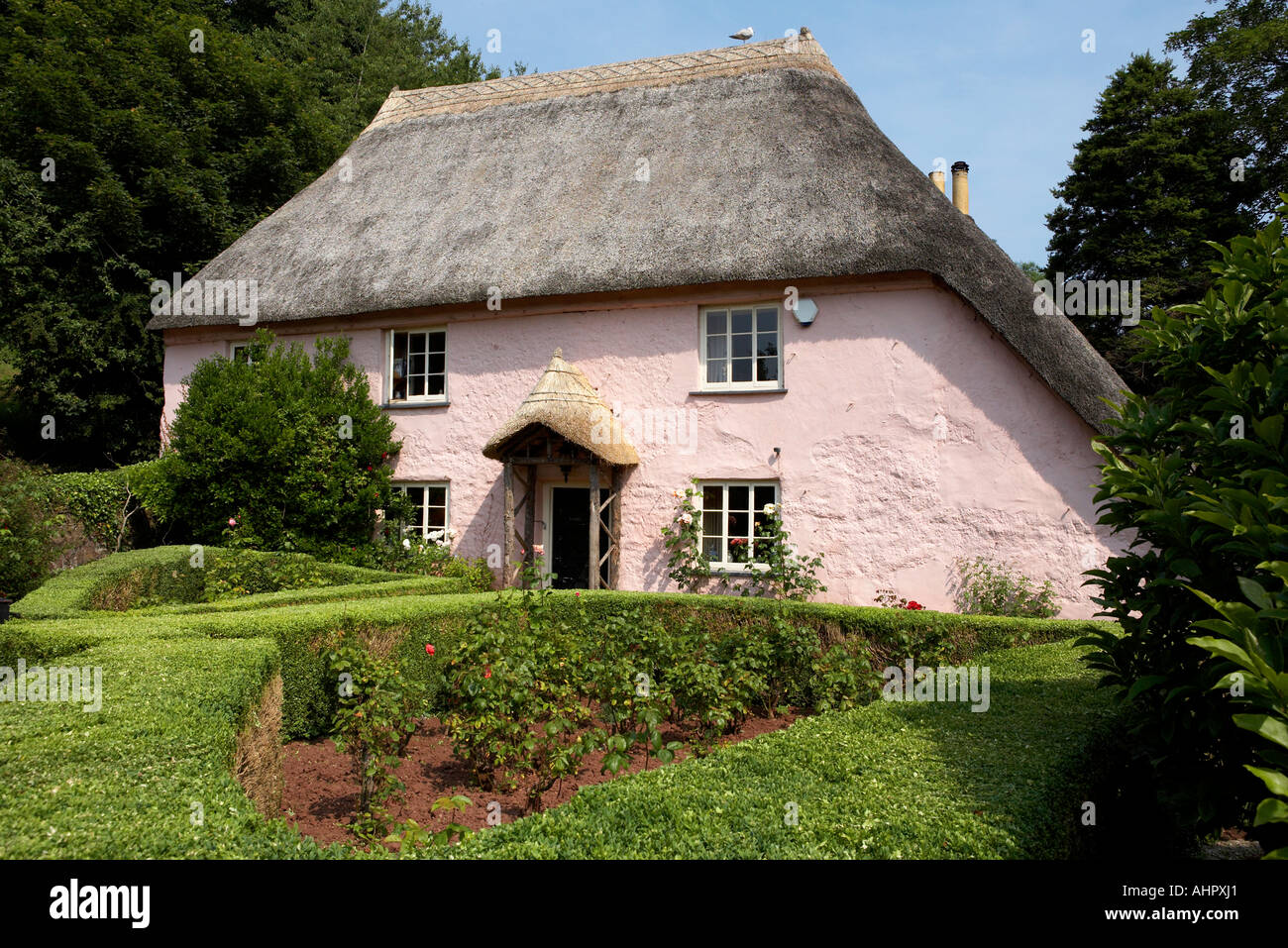 Tradizionale dipinto di rosa inglese cottage cockington torbay Torquay Devon England Europa Regno Unito Foto Stock