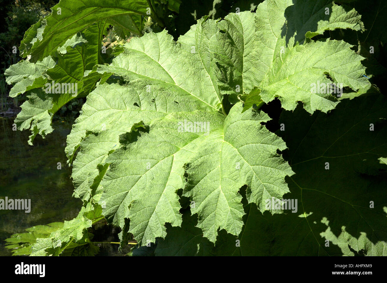 Gunnera manicata lascia devon england Europa Regno Unito Foto Stock