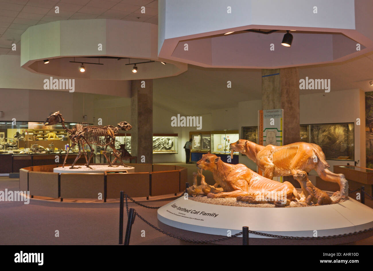 Pre historic animali presentano in George C Museo di pagina a La Brea Tar Pits Los Angeles California Foto Stock