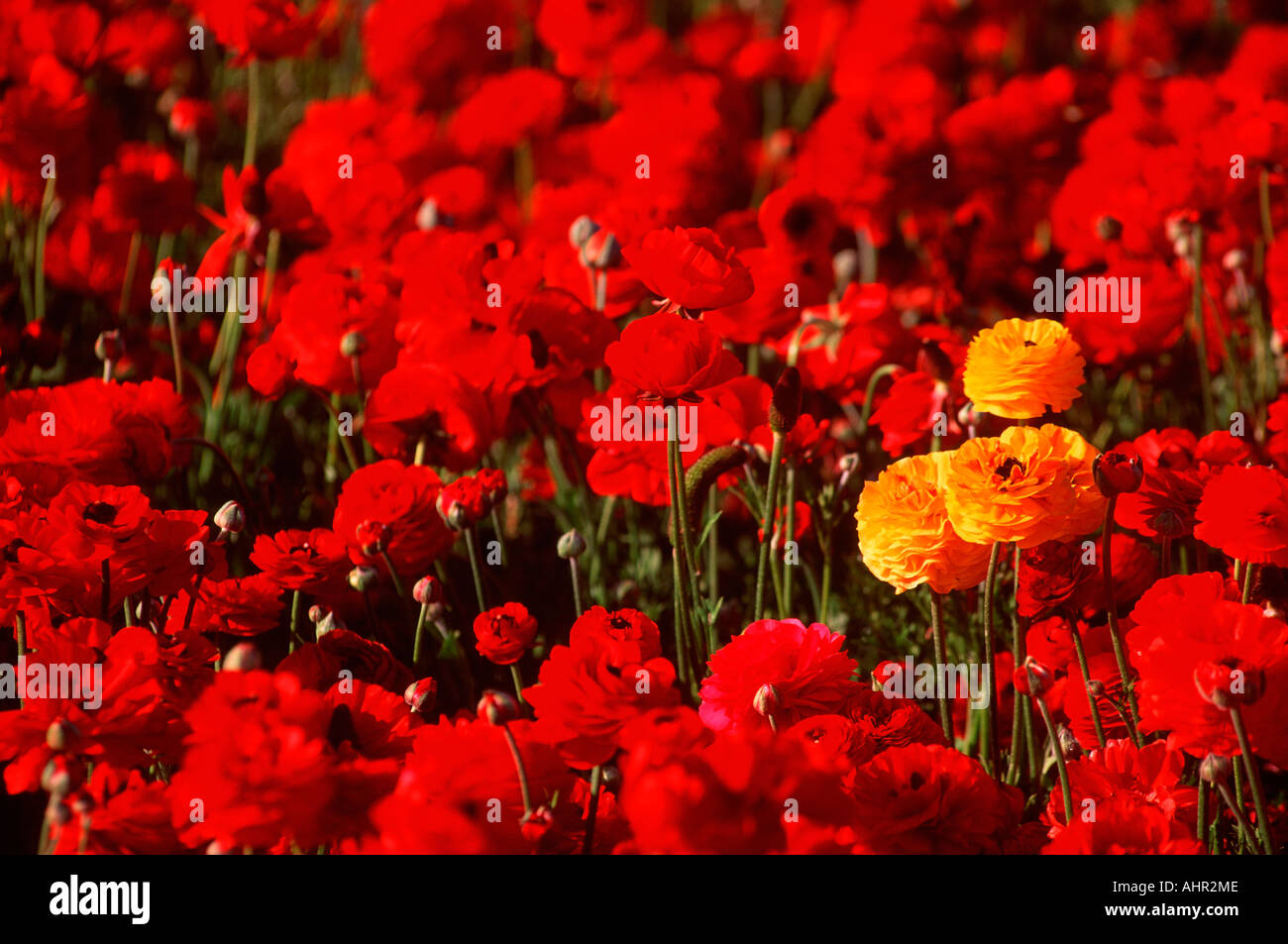 Tre gialli ranuncoli tra fiori di colore rosso di San Diego in California Foto Stock