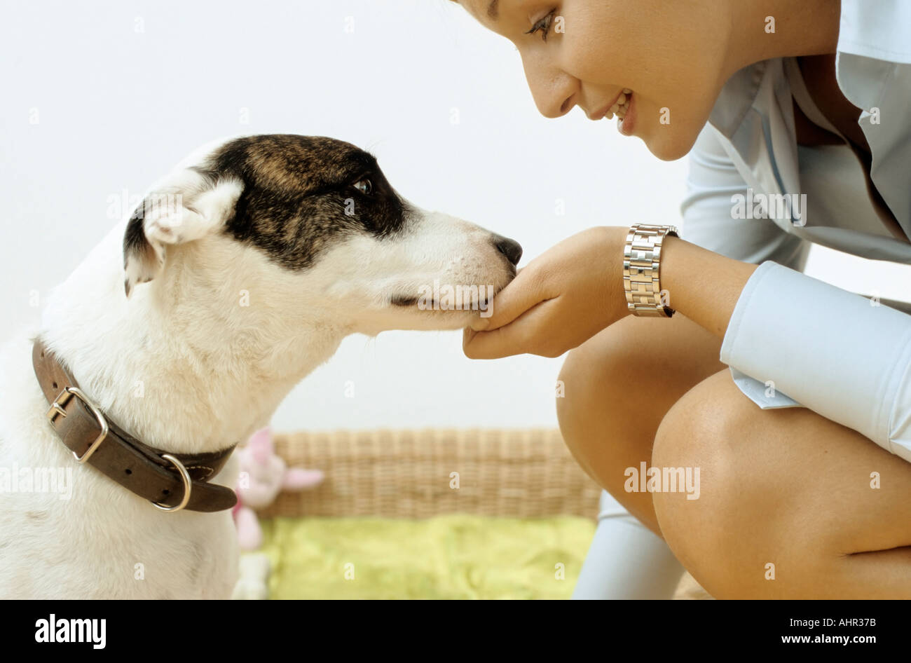 Cane con affettuosa proprietario Foto Stock