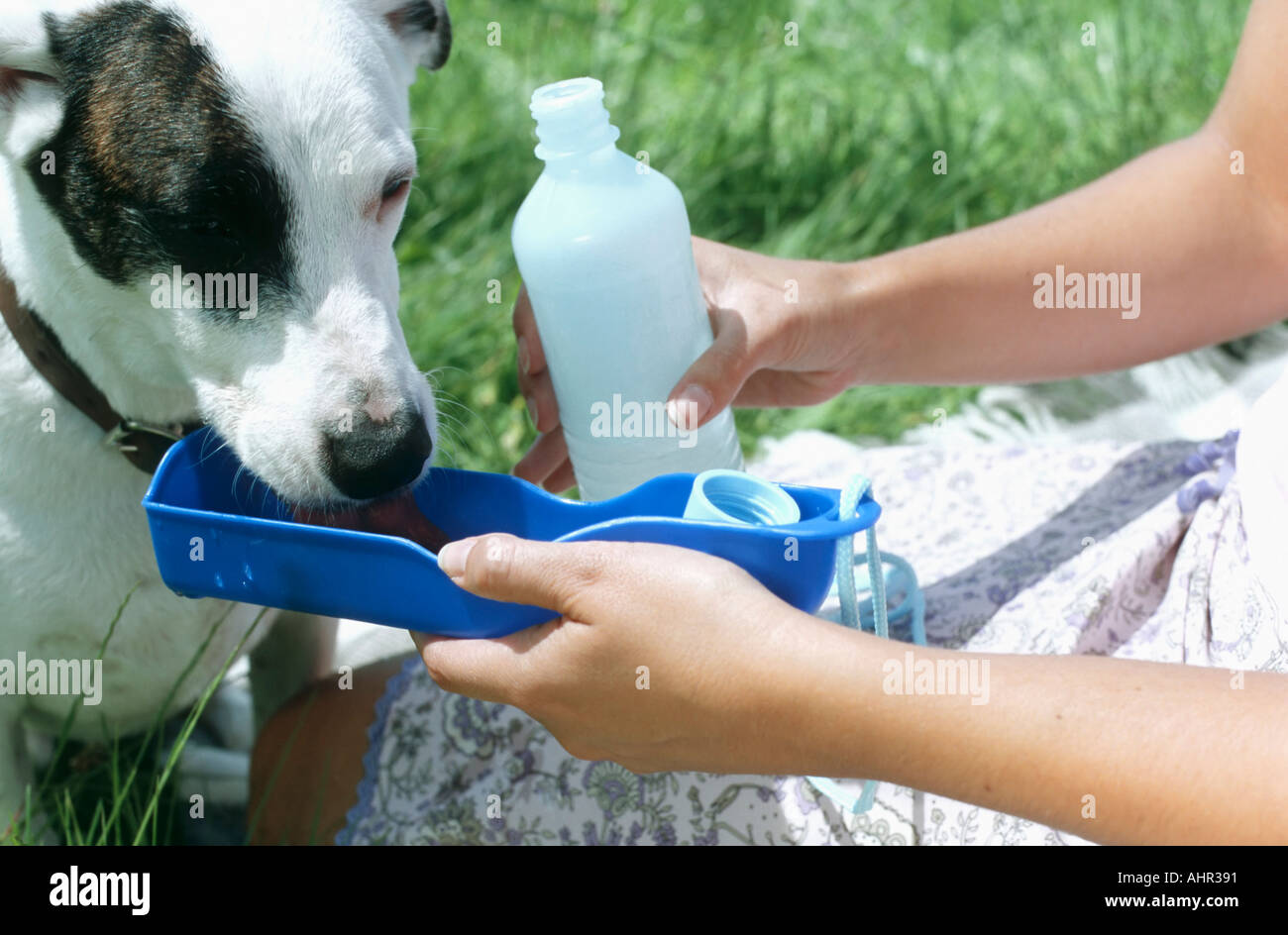 Cane di acqua potabile nel sole Foto Stock