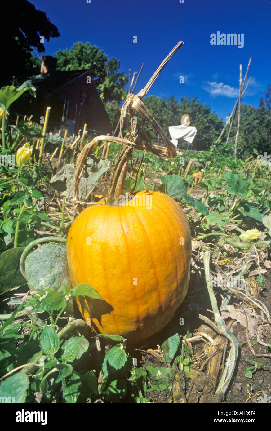 Zucca matura nel campo stoppino House Morristown NJ Foto Stock