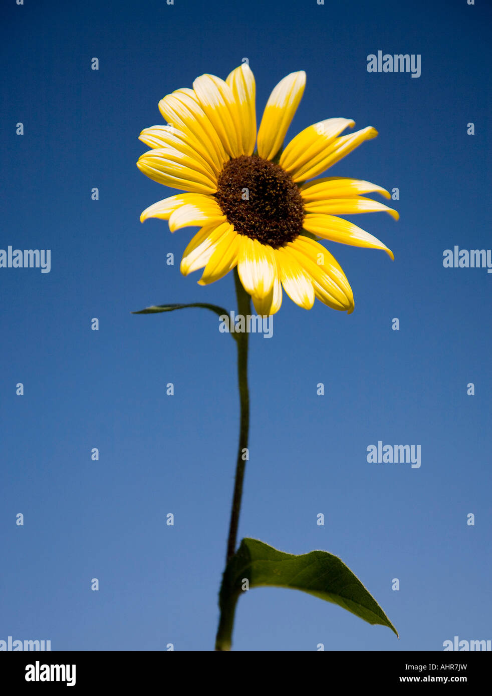 Girasole, fiore, con cielo blu sullo sfondo. La molla, verde, di crescita. Foto Stock