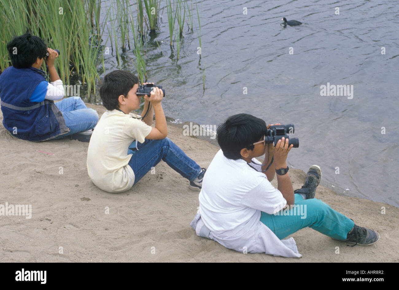3 ragazzi per il bird watching in un estuario presso la baia superiore riserva ecologica in Newport CA Foto Stock
