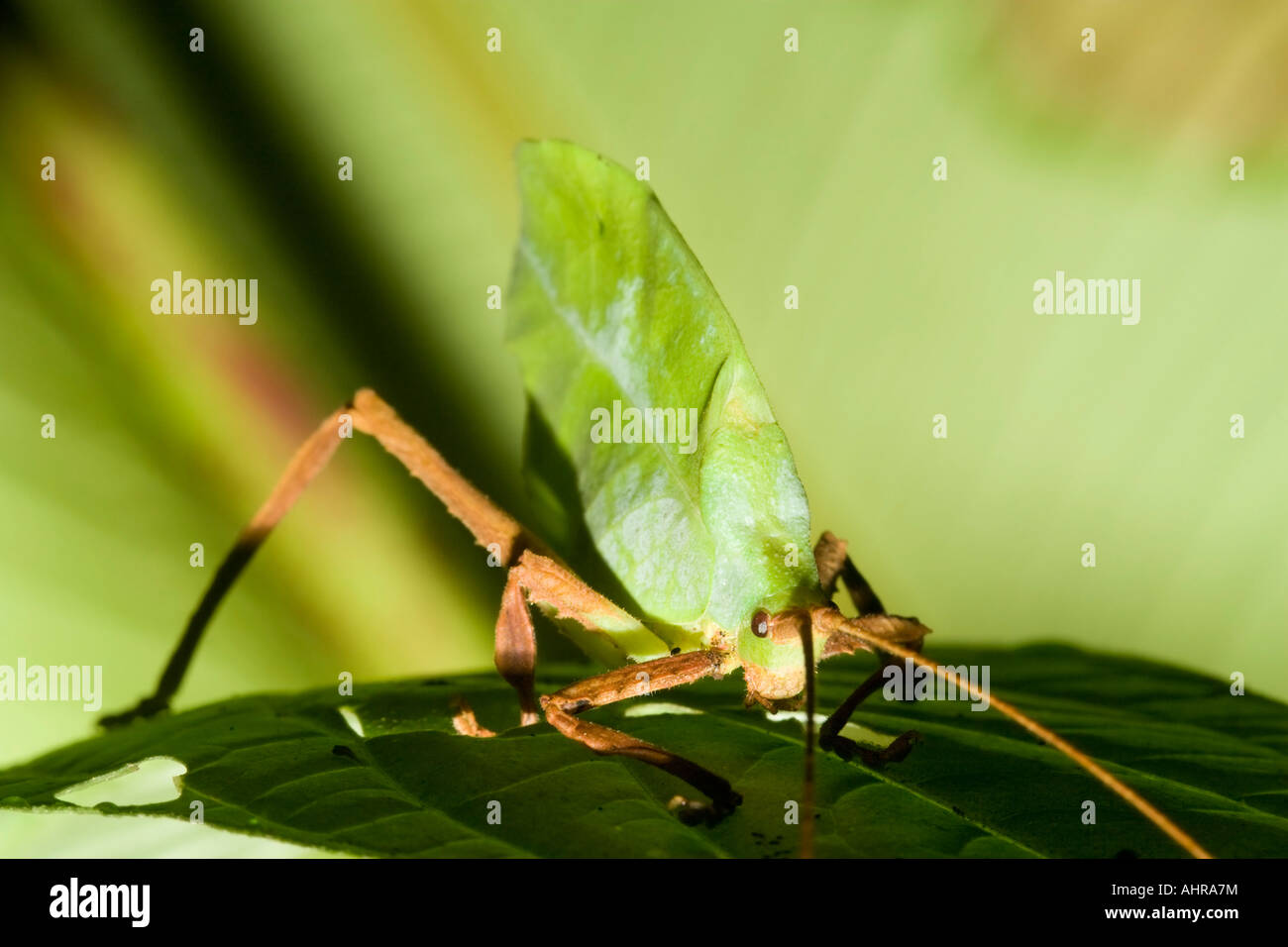 Un katydid (bush cricket) arroccato su una foglia di notte in pianura le foreste pluviali tropicali del Costa Rica. Foto Stock