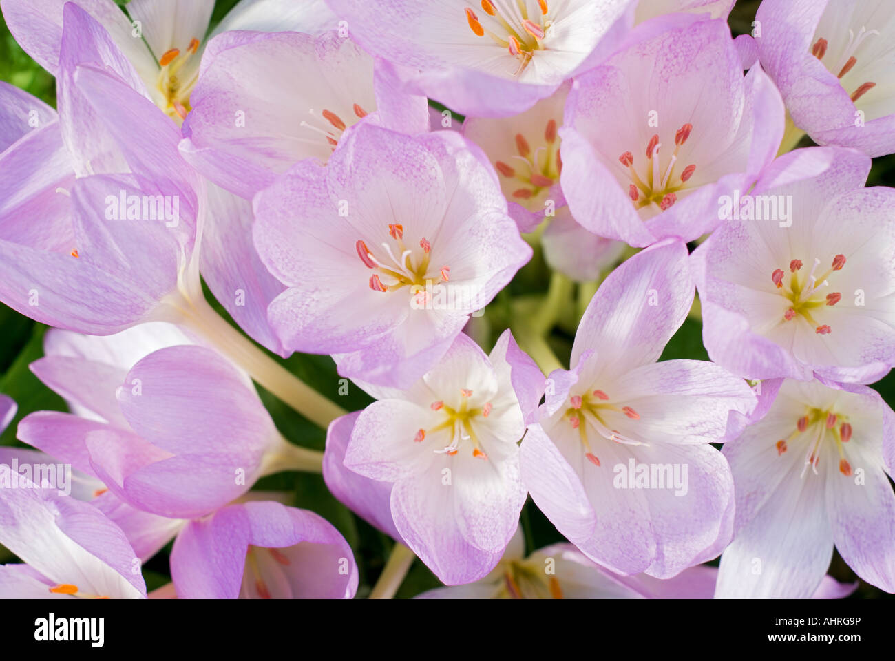 Il croco d'autunno, Colchicum "Giant" Foto Stock Il croco d'autunno, Colchicum "Giant" Foto Stock