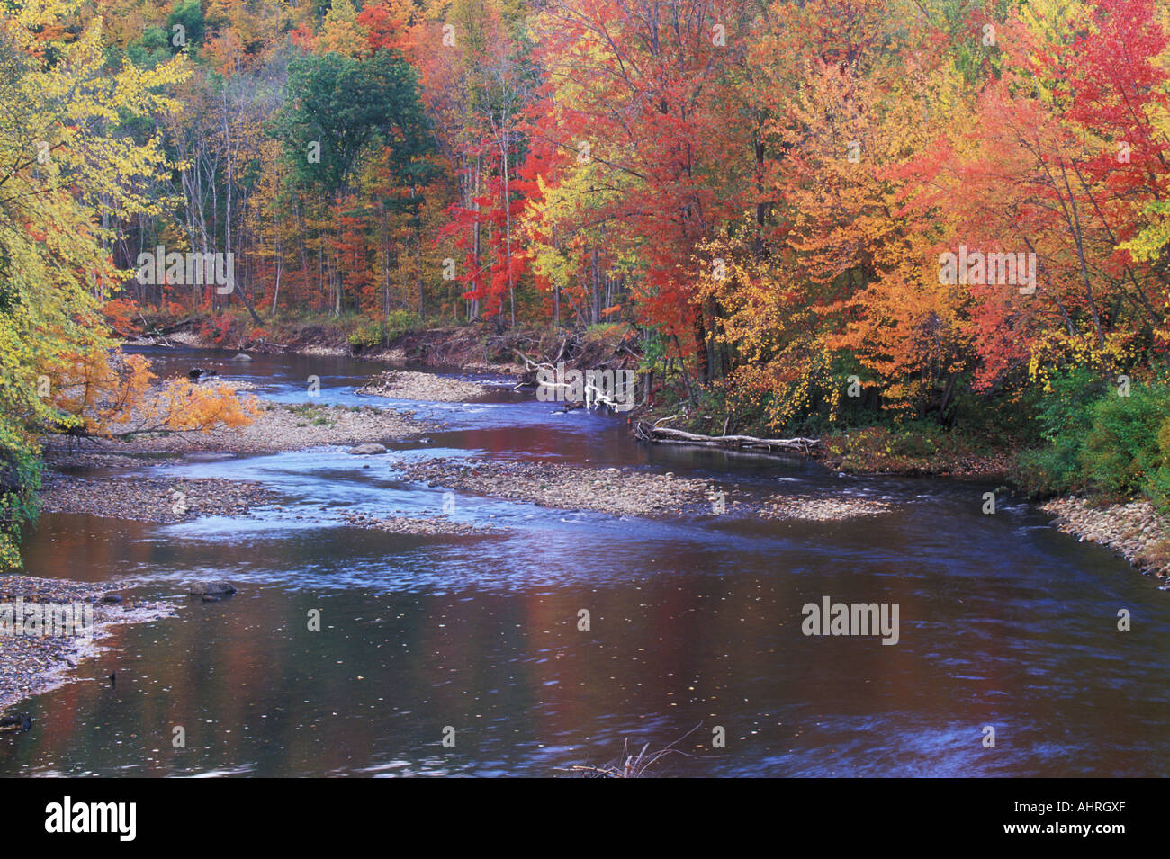 Foglie di autunno da un flusso Montagne Adirondack New York Foto Stock
