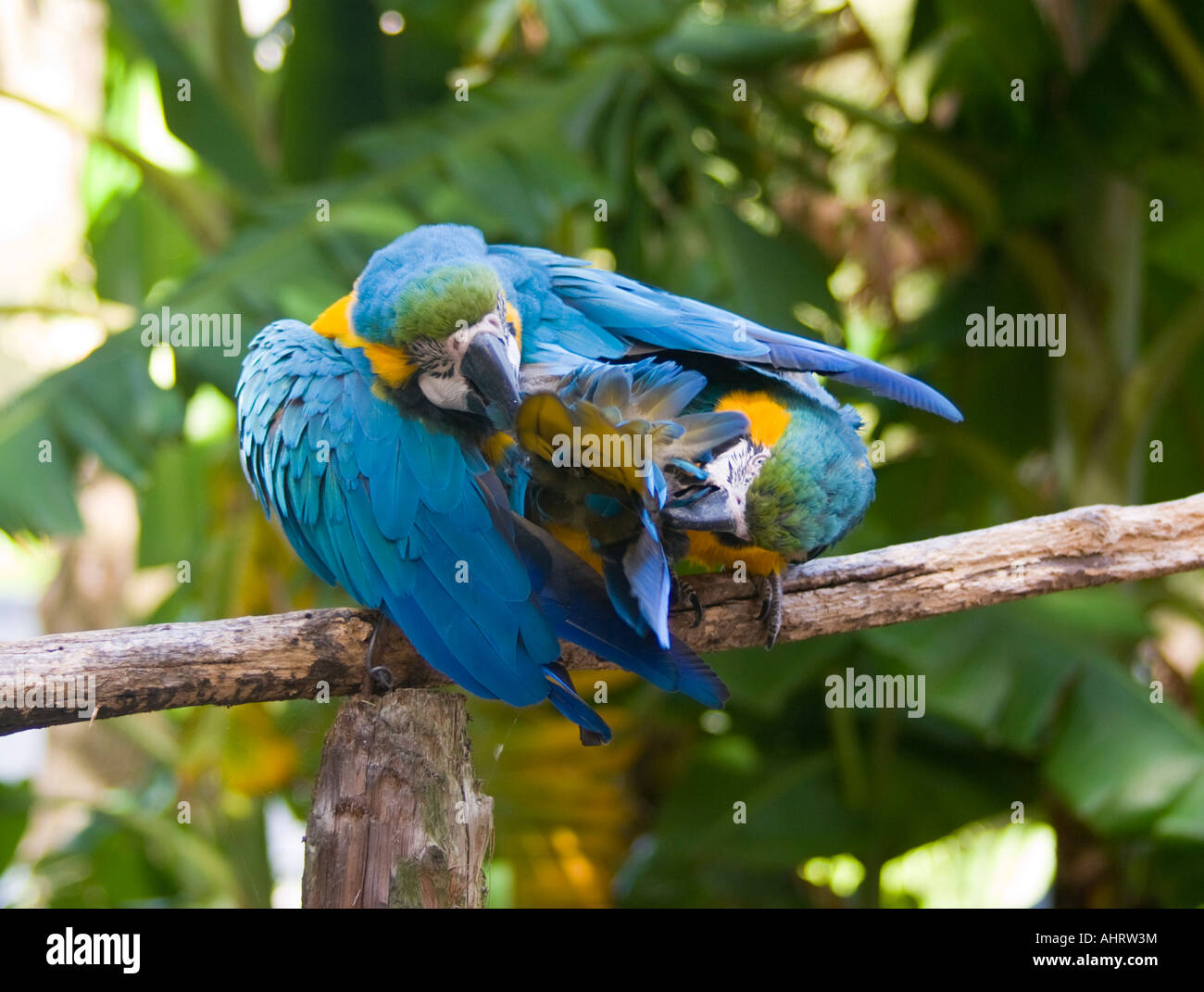 Due blu-giallo (pappagalli ara ararauna) mordere ogni altro in gioco Foto Stock