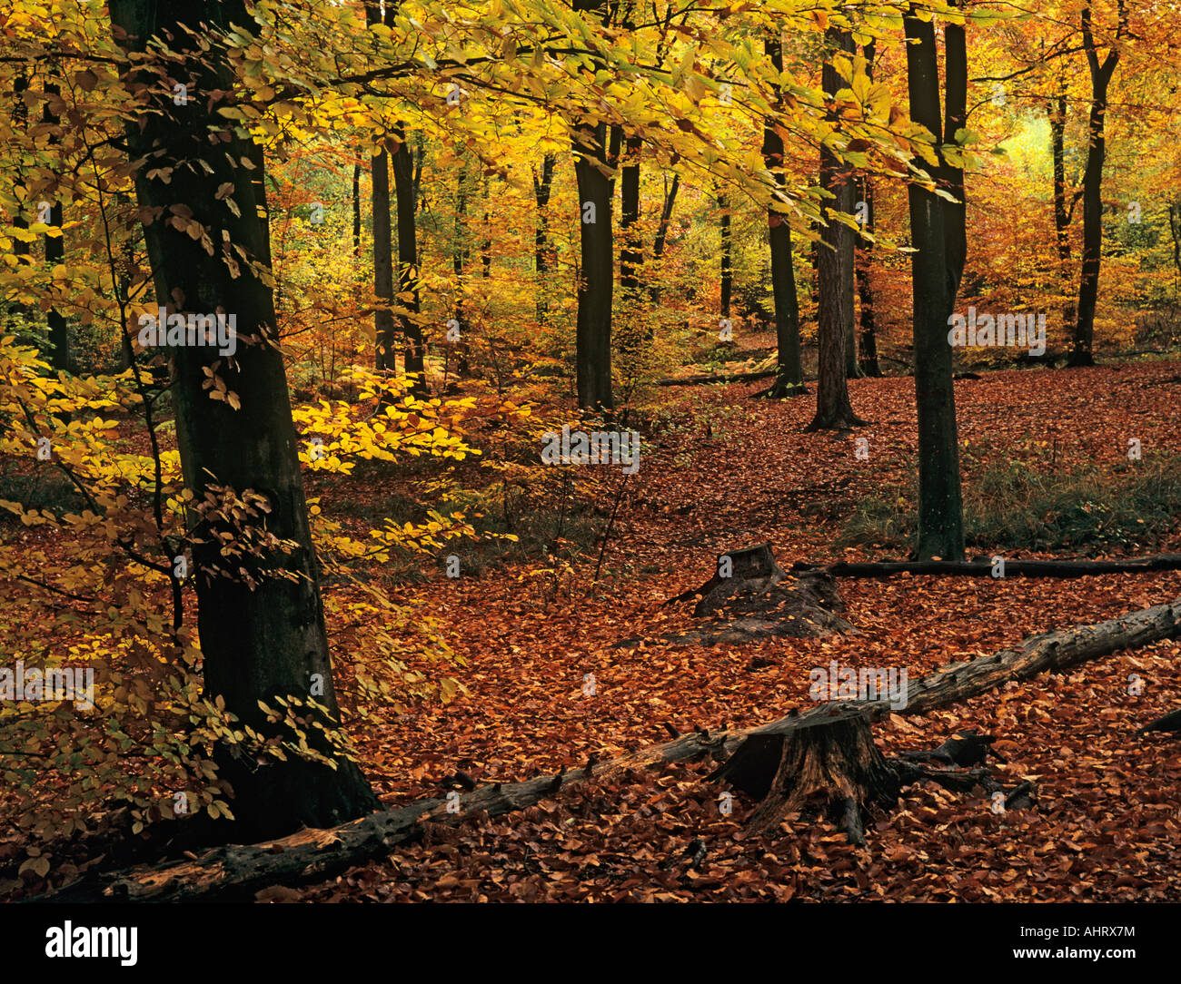 Nativo di legno di faggio Fagus sylvatica alberi con fogliame di autunno nel mese di novembre ad Alice Holt Forest Park woodland. Bentley Hampshire England Regno Unito Gran Bretagna Foto Stock